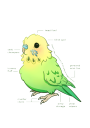 Discovery splash banner for The Official Budgie Server Discord server