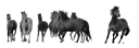 Discovery splash banner for Coco Horsemanship. Discord server