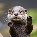 OtterBot icon