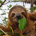 Sloth | Discord App Directory