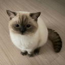 Smokey the Siamese