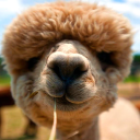 Test Alpaca
