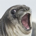SealBot