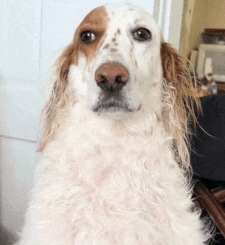 ezgif-6e5f930ed6b67a8d.gif?ex=69de6a84&i