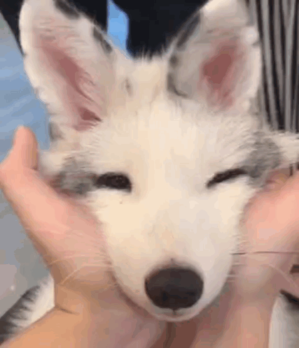 https://cdn.discordapp.com/attachments/1356051333152637069/1423110714104484033/speed.gif ![Embed Thumbnail](https://cdn.discordapp.com/attachments/1356051333152637069/1423110714104484033/speed.gif?ex=6ac98ca2&is=6ac83b22&hm=7e03dc7c546ac51a5050ae0b001f0d69c052c9d854181cc57aceef11a1ed0c80&)