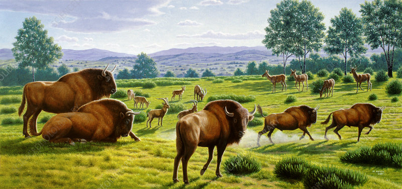 Ancient Bison Skin Art Contest - Age Of Cenozoic - Image 3