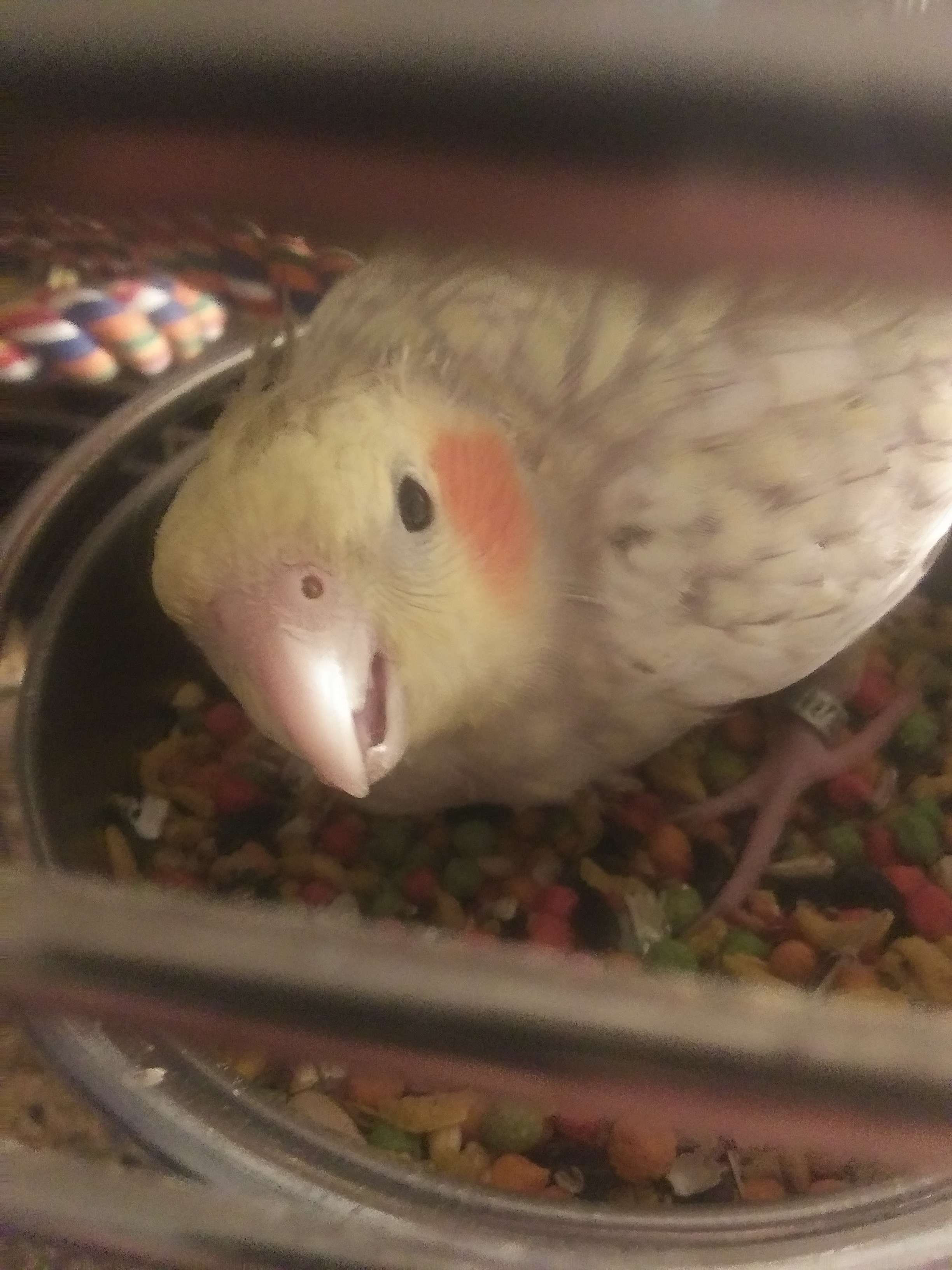 Happy 7th Birthday Pika the Cockatiel - Image 1