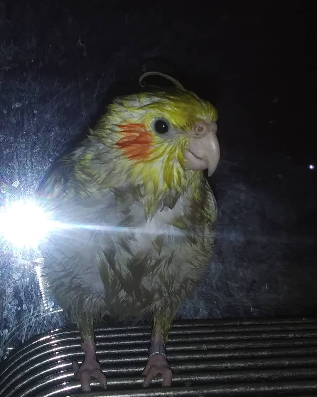 Happy 7th Birthday Pika the Cockatiel - Image 2