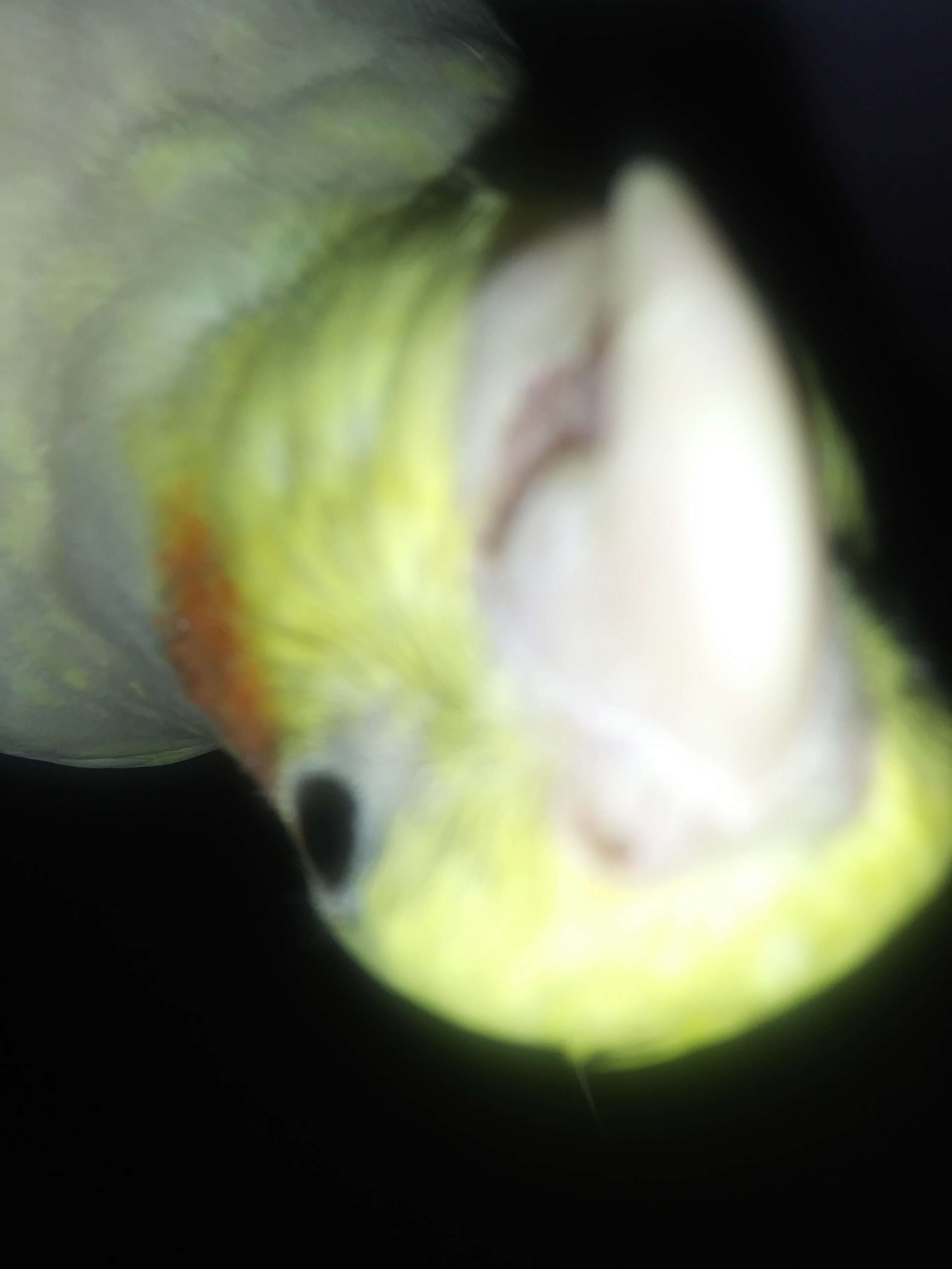 Happy 7th Birthday Pika the Cockatiel - Image 3