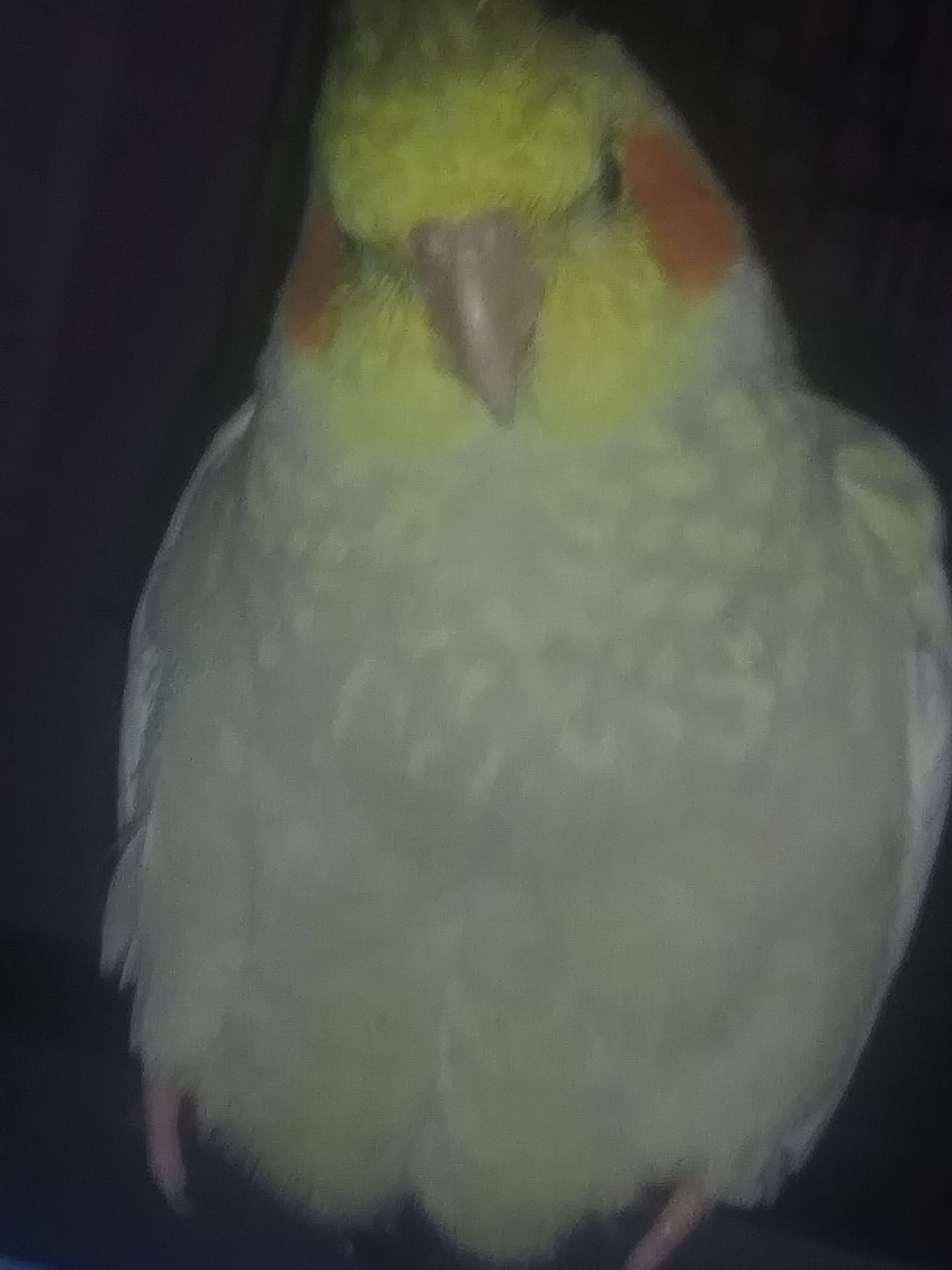 Happy 7th Birthday Pika the Cockatiel - Image 4