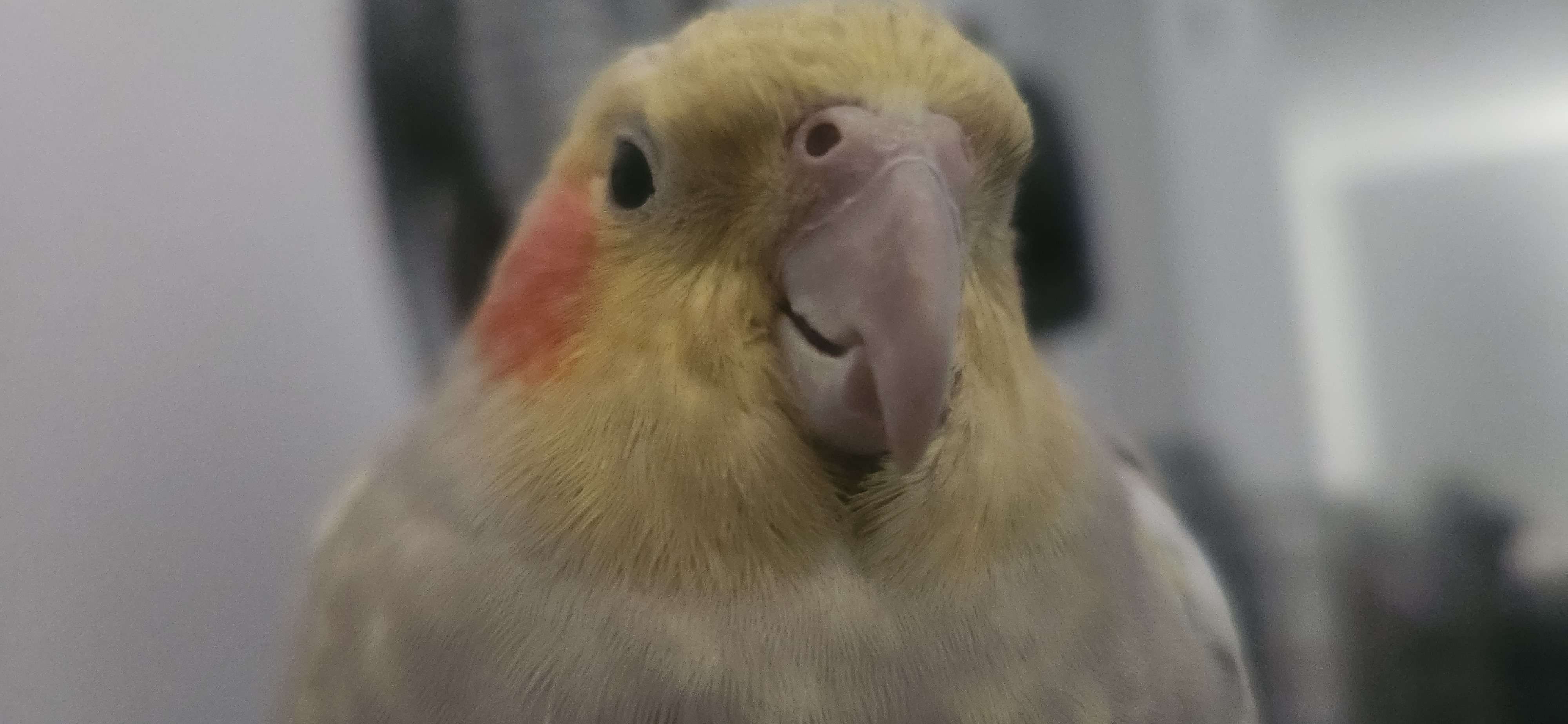 Happy 7th Birthday Pika the Cockatiel - Image 5