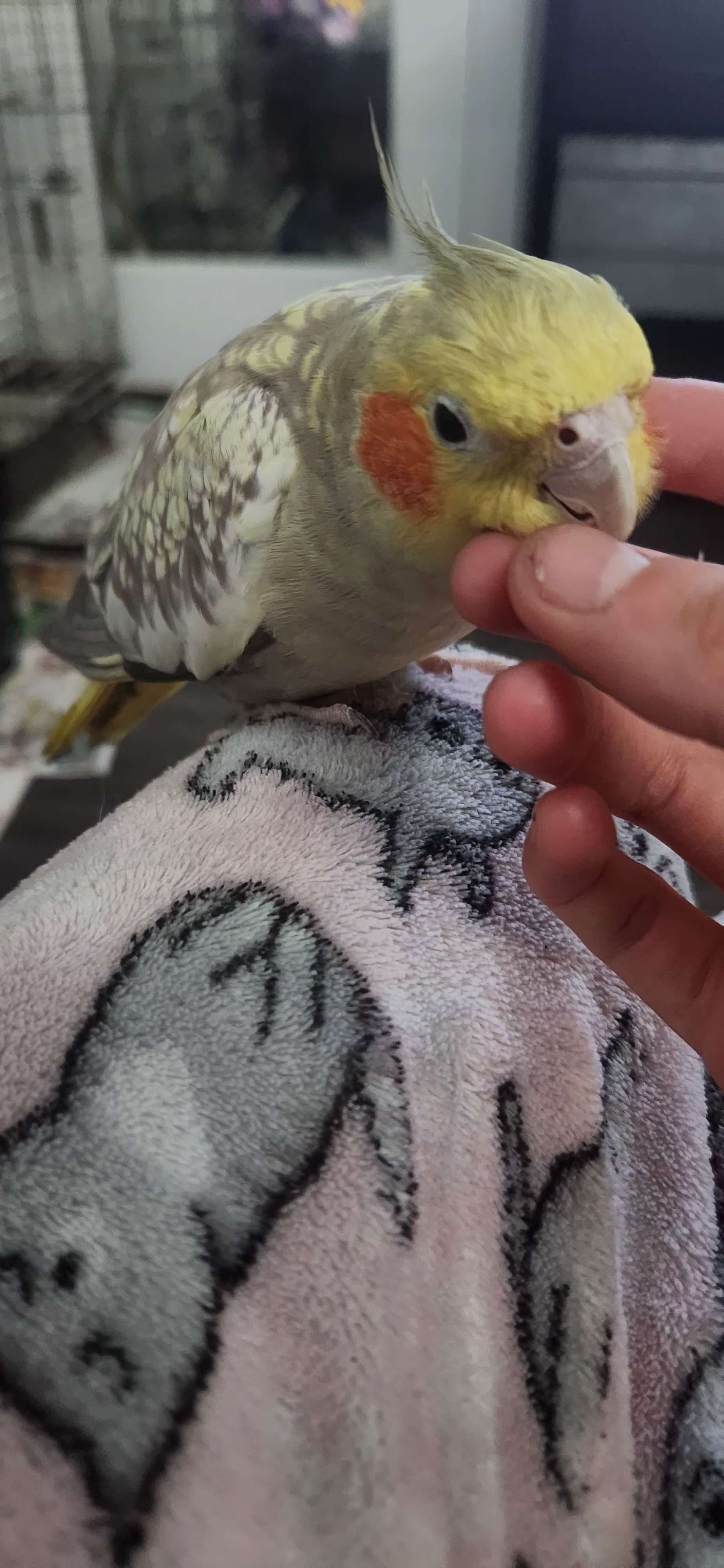 Happy 7th Birthday Pika the Cockatiel - Image 6
