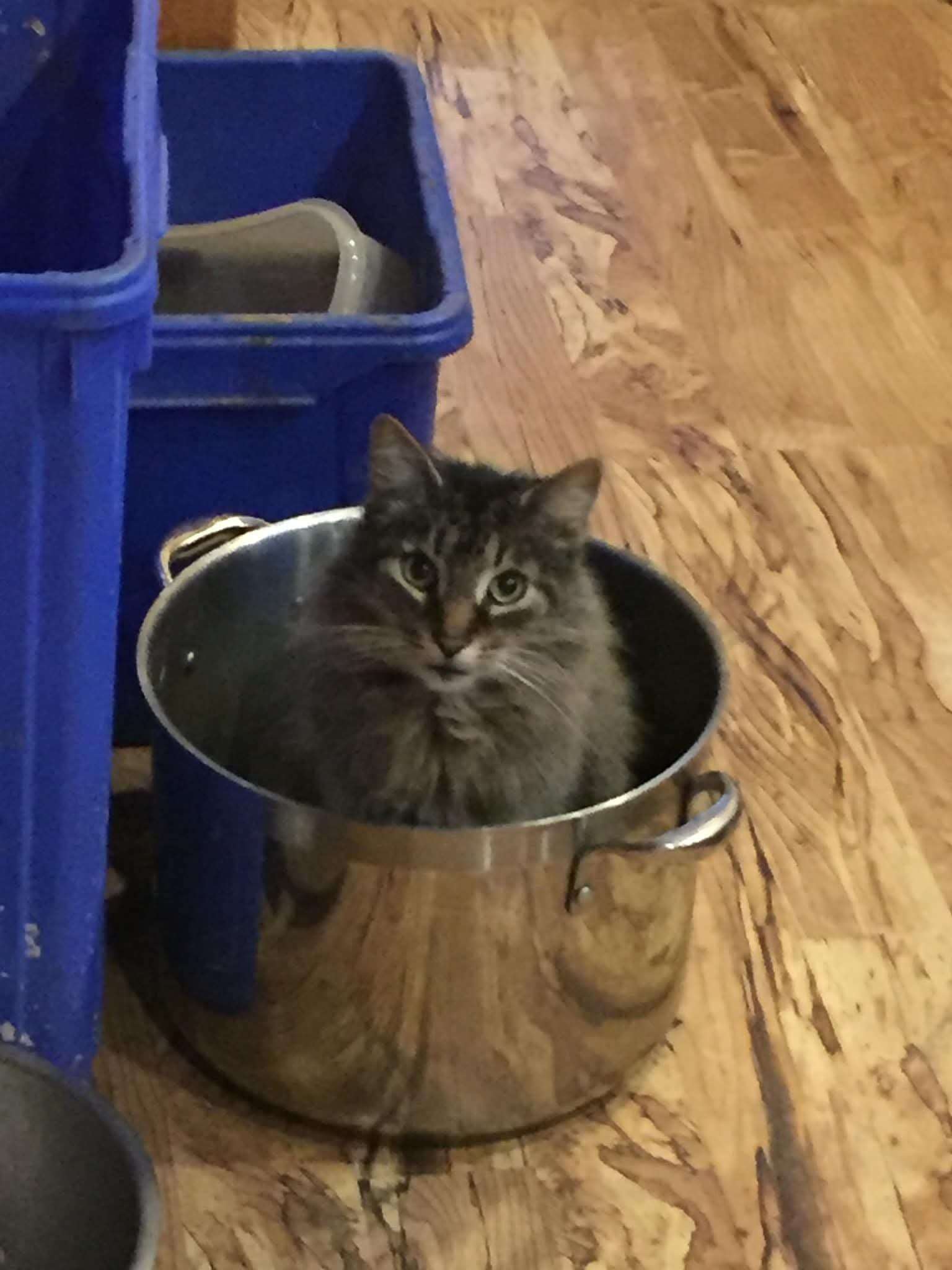 Wisterwild Goal Met Tiger Is Coming Home - Image 2