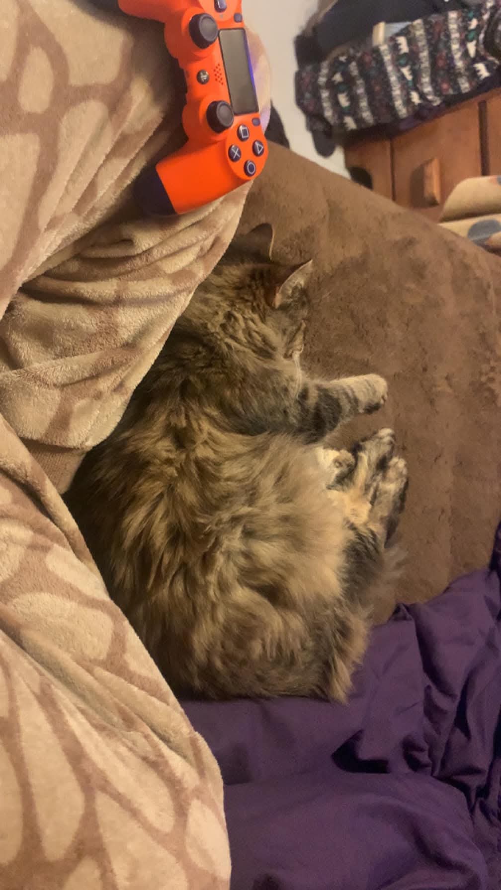 Wisterwild Goal Met Tiger Is Coming Home - Image 4