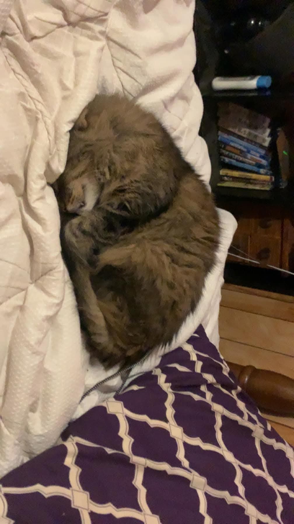 Wisterwild Goal Met Tiger Is Coming Home - Image 5