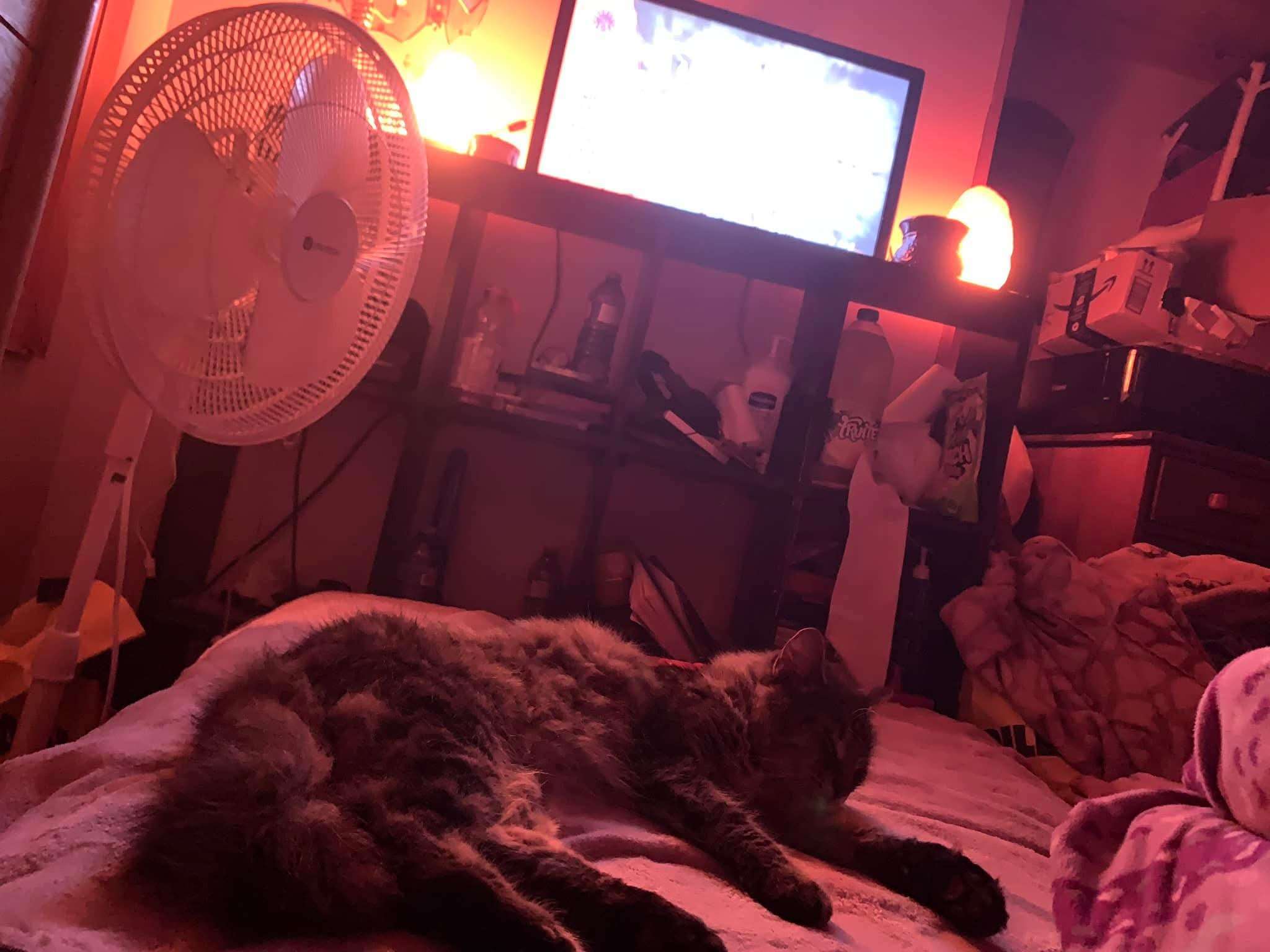 Wisterwild Goal Met Tiger Is Coming Home - Image 6