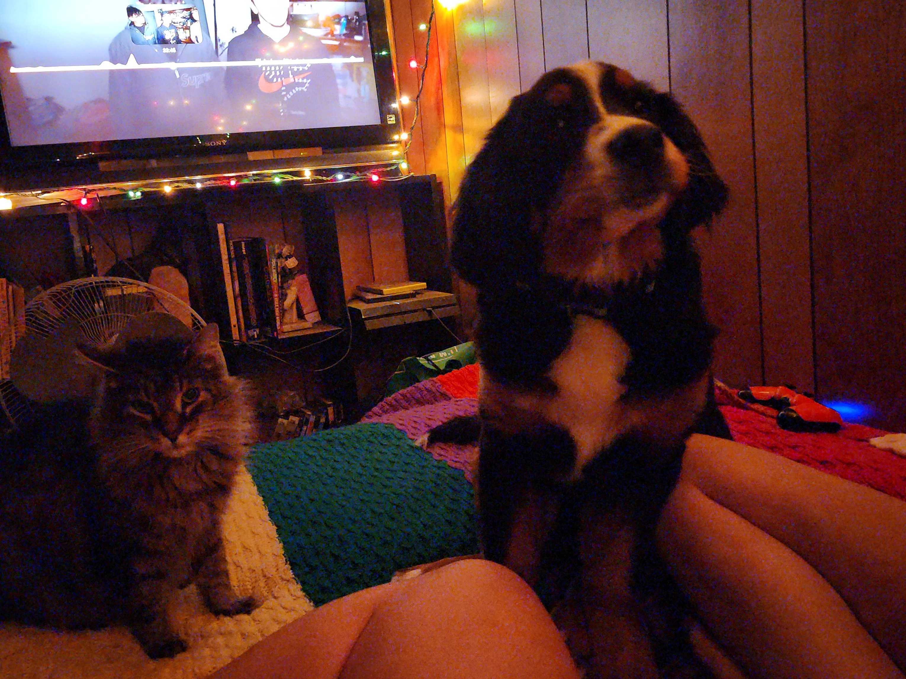 Wisterwild Goal Met Tiger Is Coming Home - Image 7