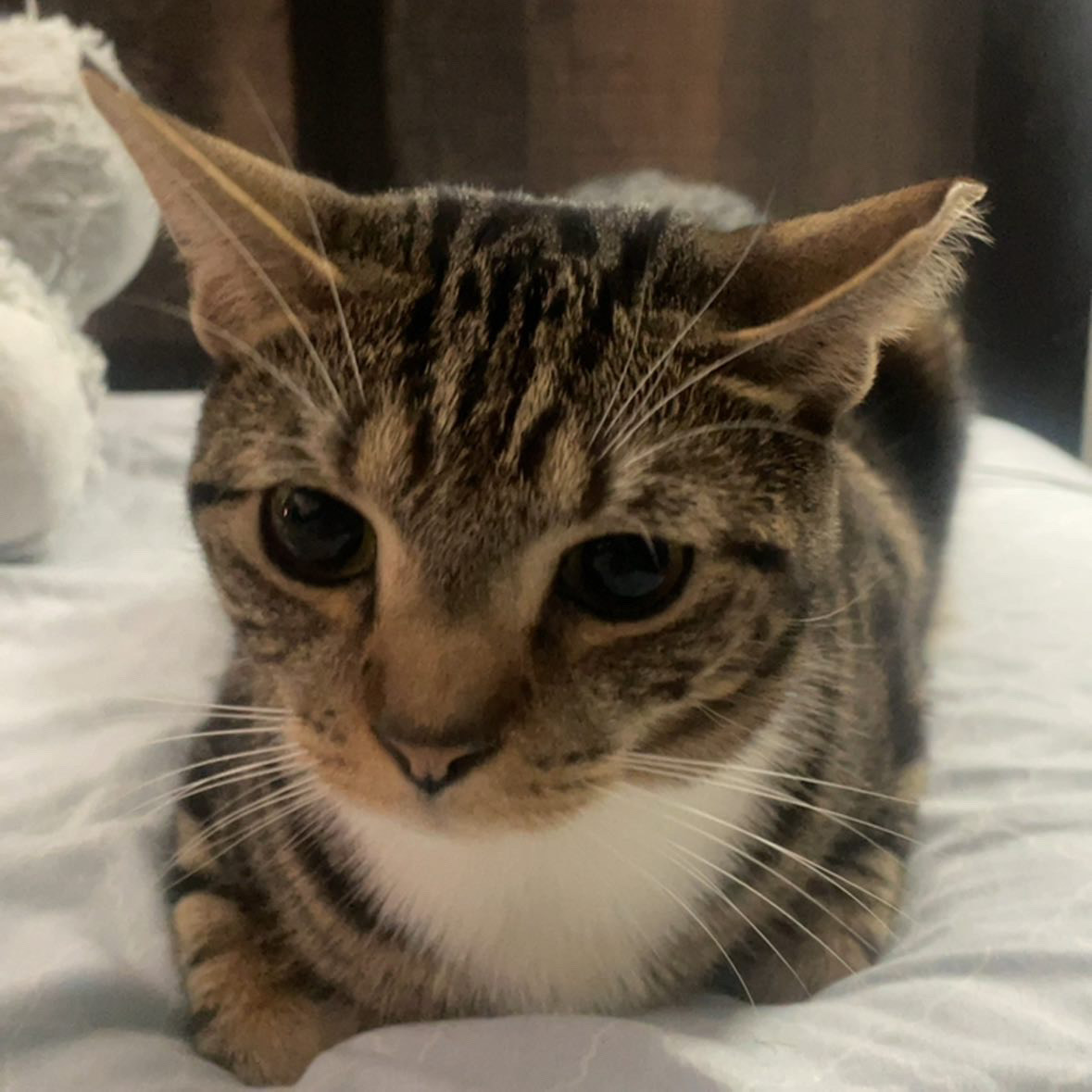 ShimadaX Event and Gallery Update - Image 1