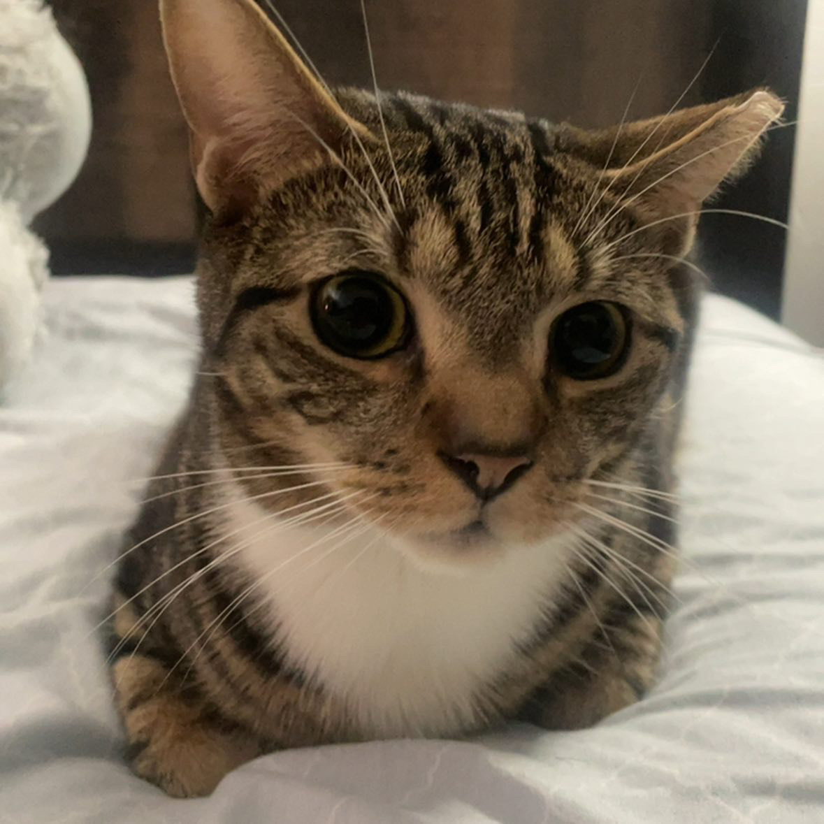 ShimadaX Event and Gallery Update - Image 2