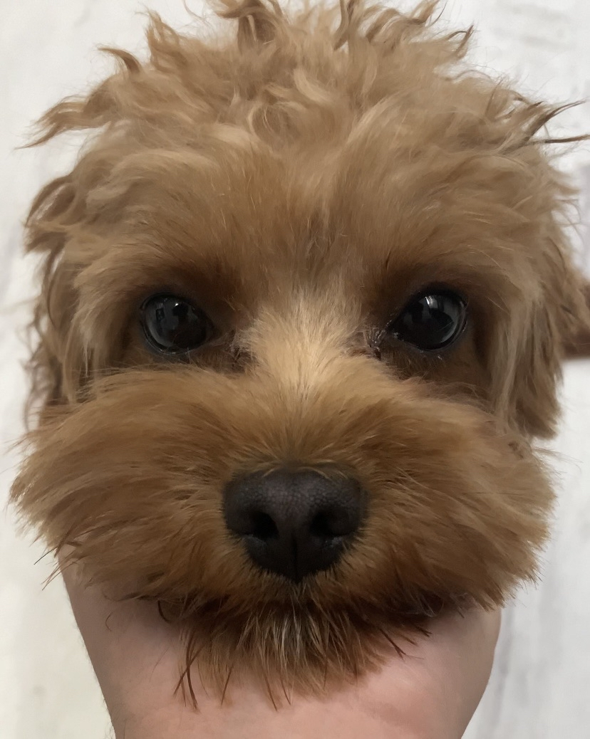 ShimadaX Summer Gaming Gallery & Community Highlights - Image 4