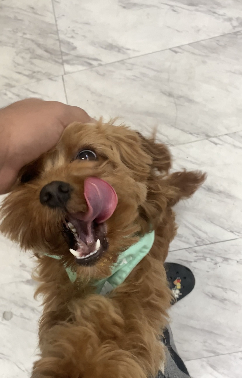 ShimadaX Summer Gaming Gallery & Community Highlights - Image 5