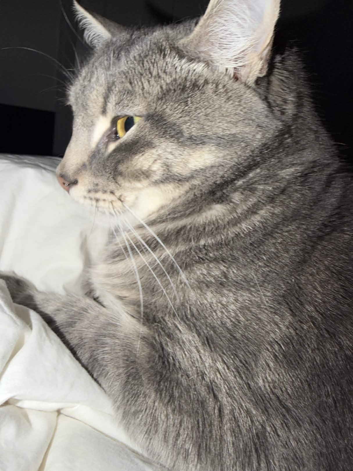 ![IMG_2764.jpg](https://cdn.discordapp.com/attachments/1408168152910794856/1491537272397627432/IMG_2764.jpg?ex=69d80dd5&is=69d6bc55&hm=52244c2b72d31471eca7f4f5e16ef6264aca1ae34c79b49e1831e66cd0da88c0&) ![IMG_2499.jpg](https://cdn.discordapp.com/attachments/1408168152910794856/1491537272653353021/IMG_2499.jpg?ex=69d80dd5&is=69d6bc55&hm=db32c823e6b9ebe89bcc96c7893caa4af26c4de329df2d358e7ae596c3e3af78&)