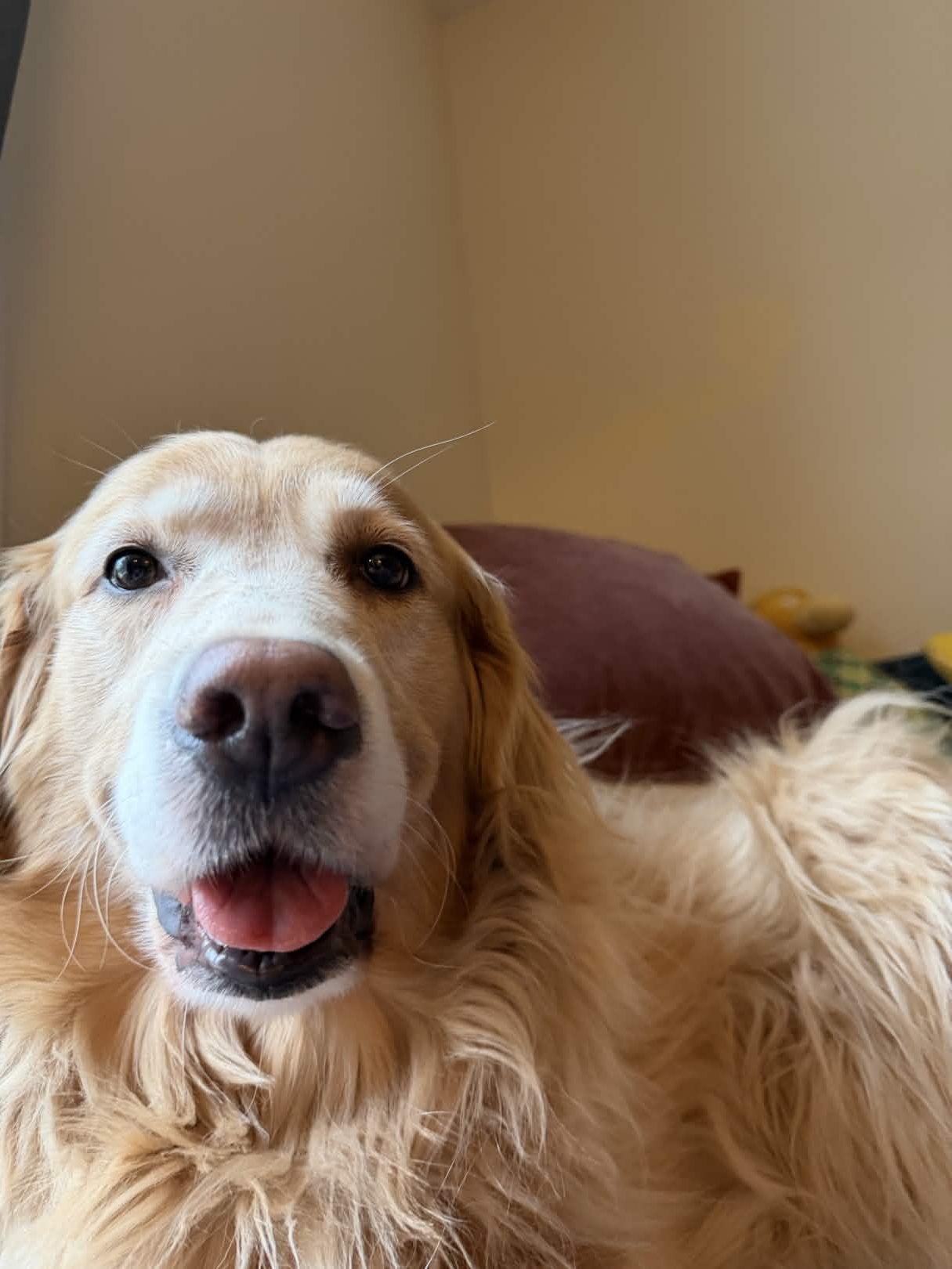 ![IMG_1536.jpg](https://cdn.discordapp.com/attachments/1408168152910794856/1491537372884631562/IMG_1536.jpg?ex=69d80ded&is=69d6bc6d&hm=4f62195c47a90fb6b0d25e52b35998e0b24106be765f05262ca501183f444203&)