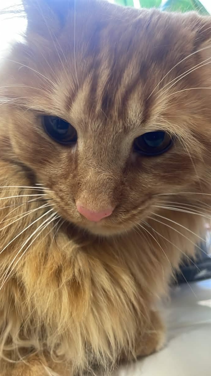 ShimadaX Community Update New Banner & Event - Image 1