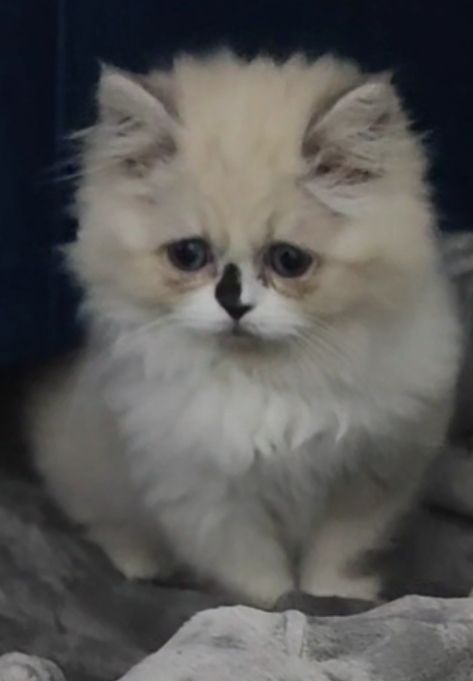 ![Screenshot_2026-04-08-01-35-49-750_com.snapchat.android-edit.jpg](https://cdn.discordapp.com/attachments/1408168152910794856/1491680586472095764/Screenshot_2026-04-08-01-35-49-750_com.snapchat.android-edit.jpg?ex=69d8934d&is=69d741cd&hm=76195be1632a6da9fd84cc661763bbbf2a16ff8c8e1d73c790350c3883b0965e&)