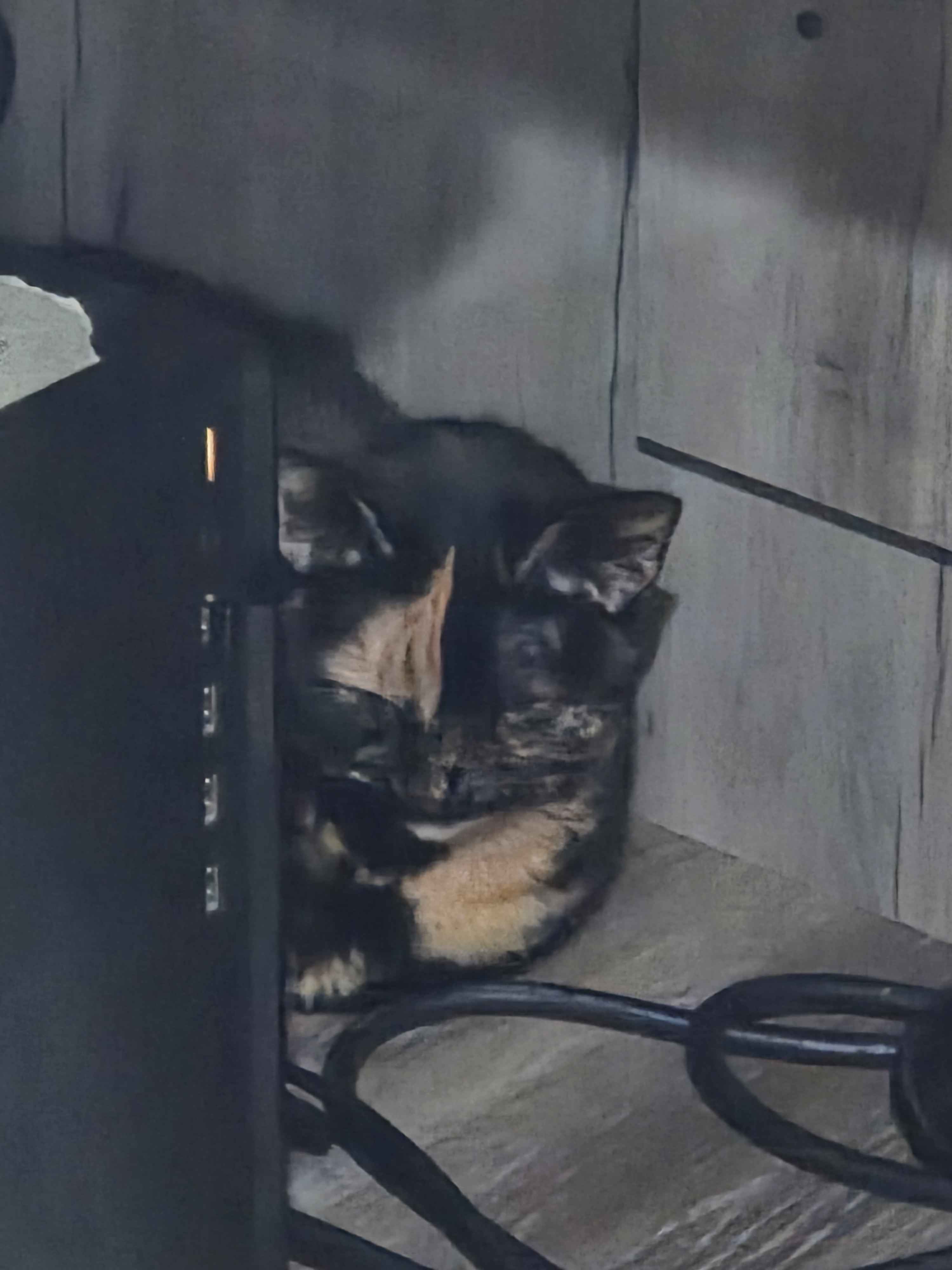 ShimadaX Holiday Recap: December Community Moments - Image 1