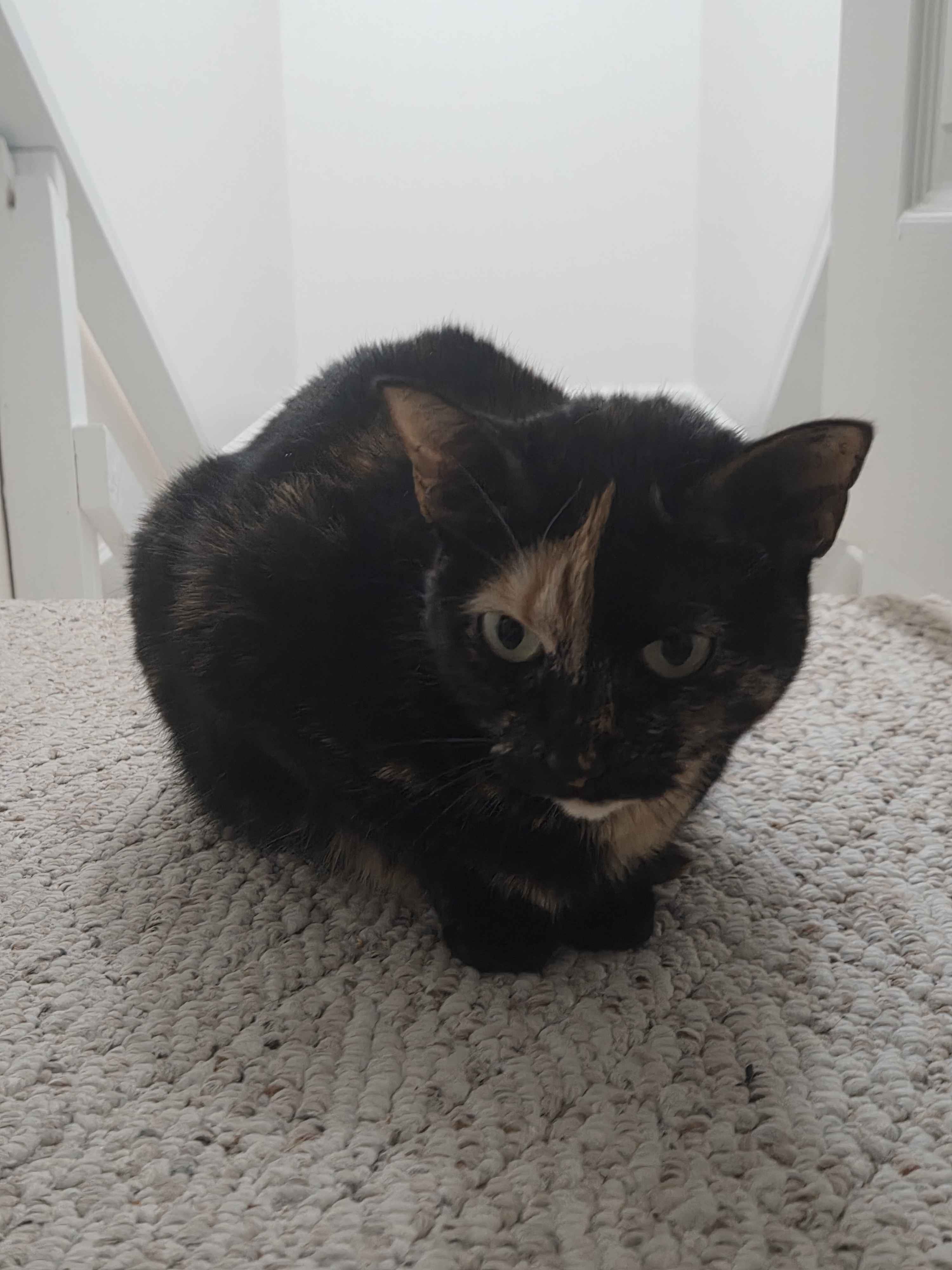 ShimadaX Holiday Recap: December Community Moments - Image 2