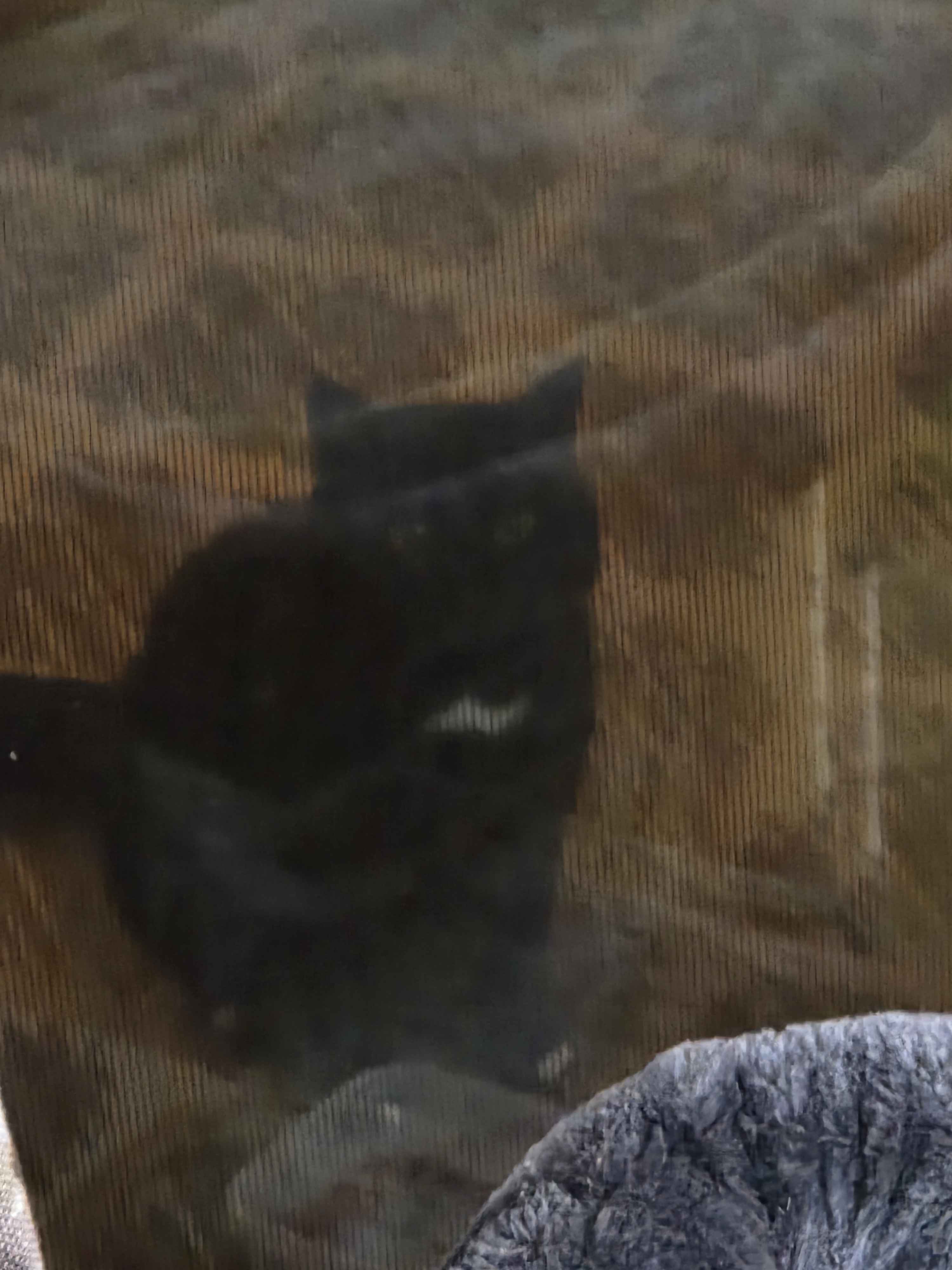 Back Porch Cats — Cute Photos on ShimadaX - Image 1