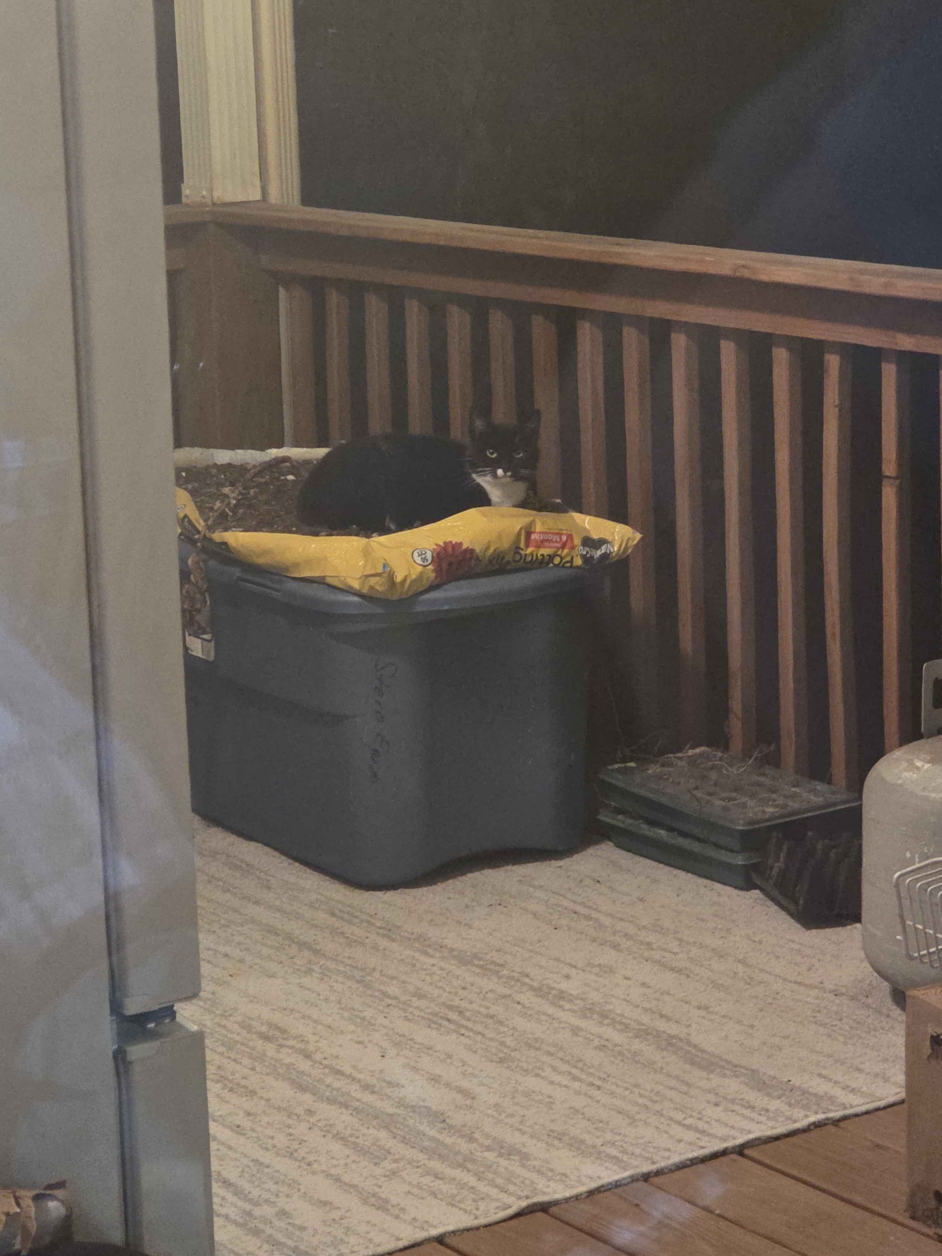 Back Porch Cats — Cute Photos on ShimadaX - Image 2