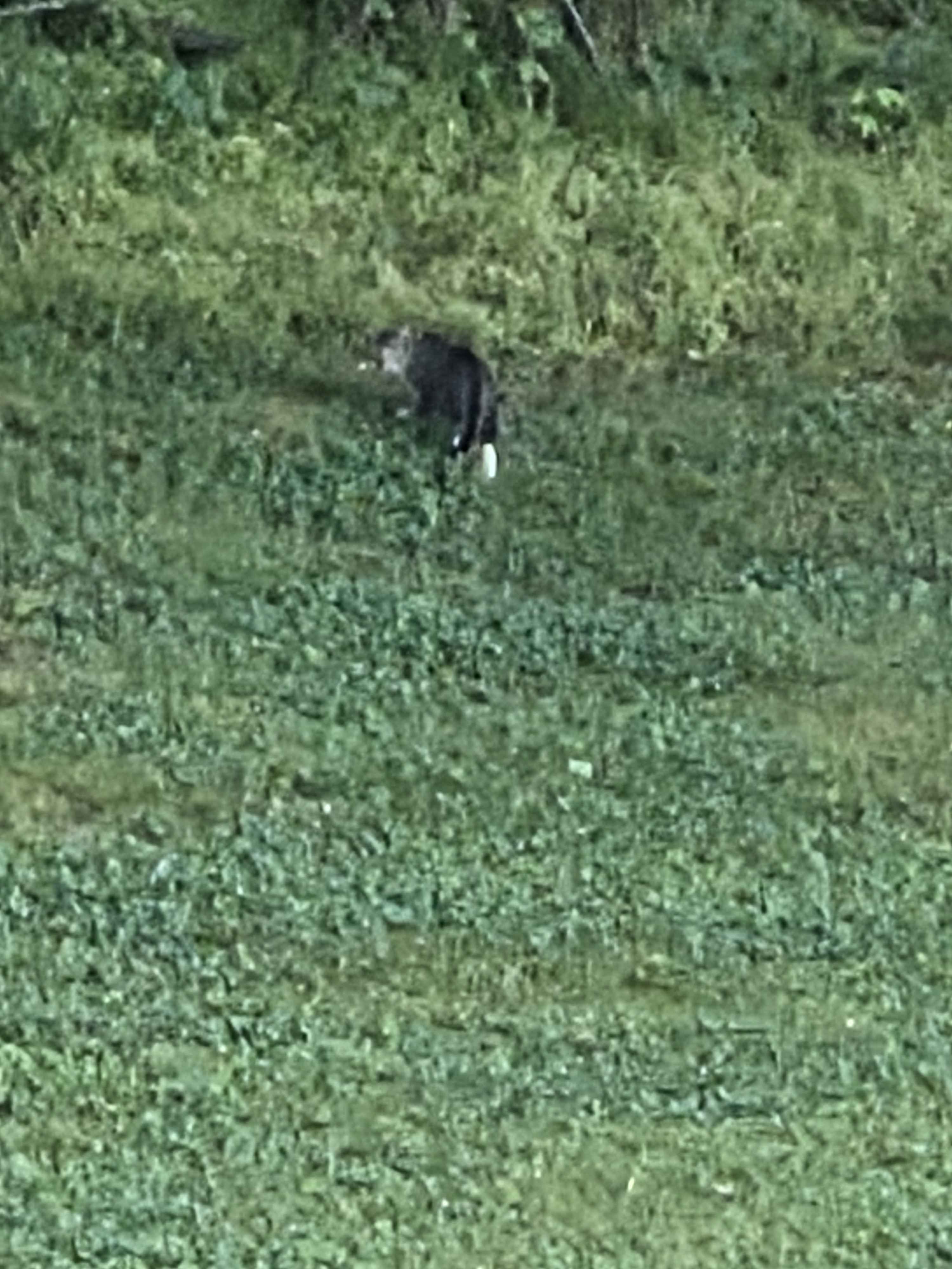 Back Porch Cats — Cute Photos on ShimadaX - Image 3