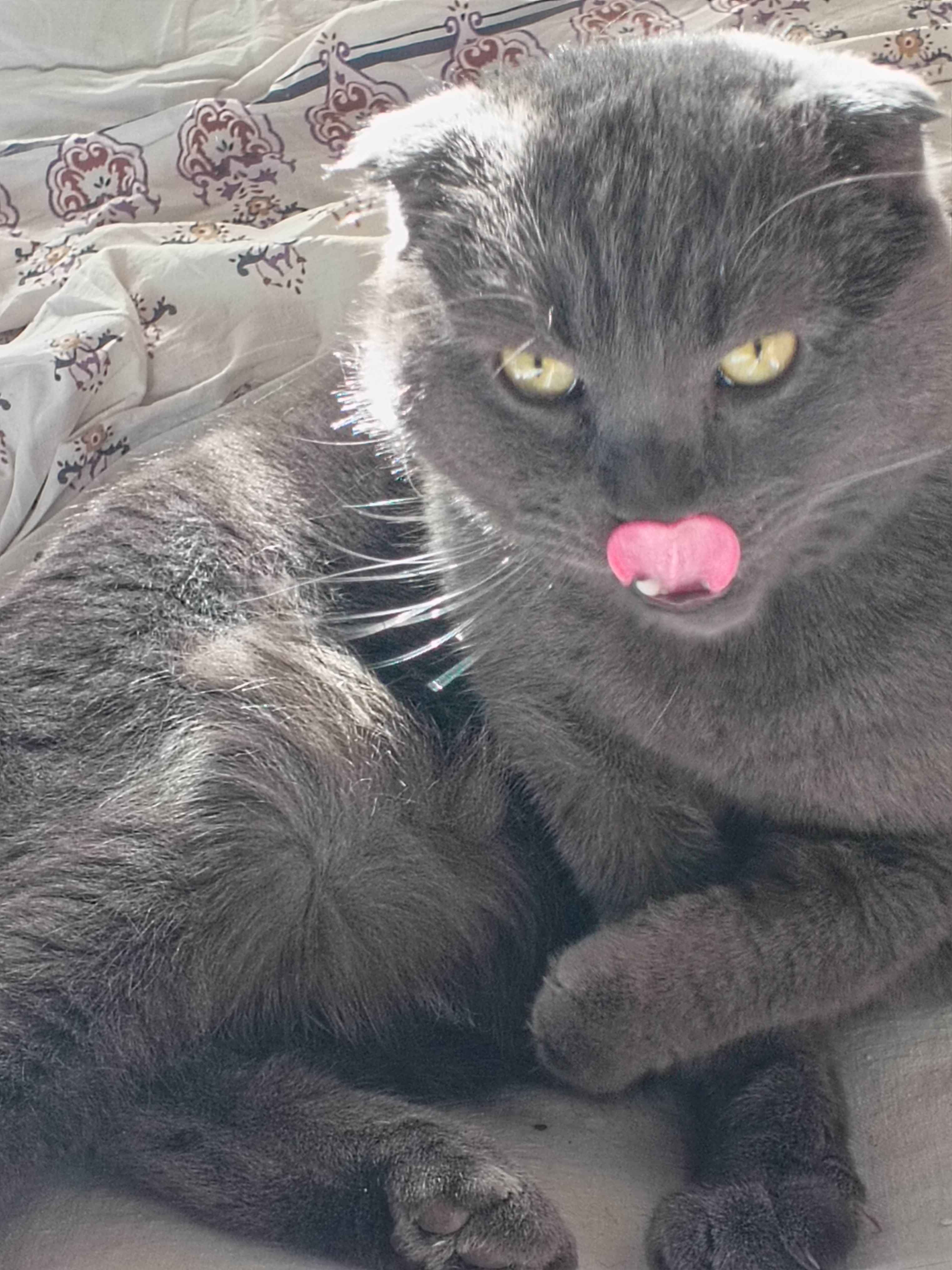 New Member Intro and Interests - Image 1