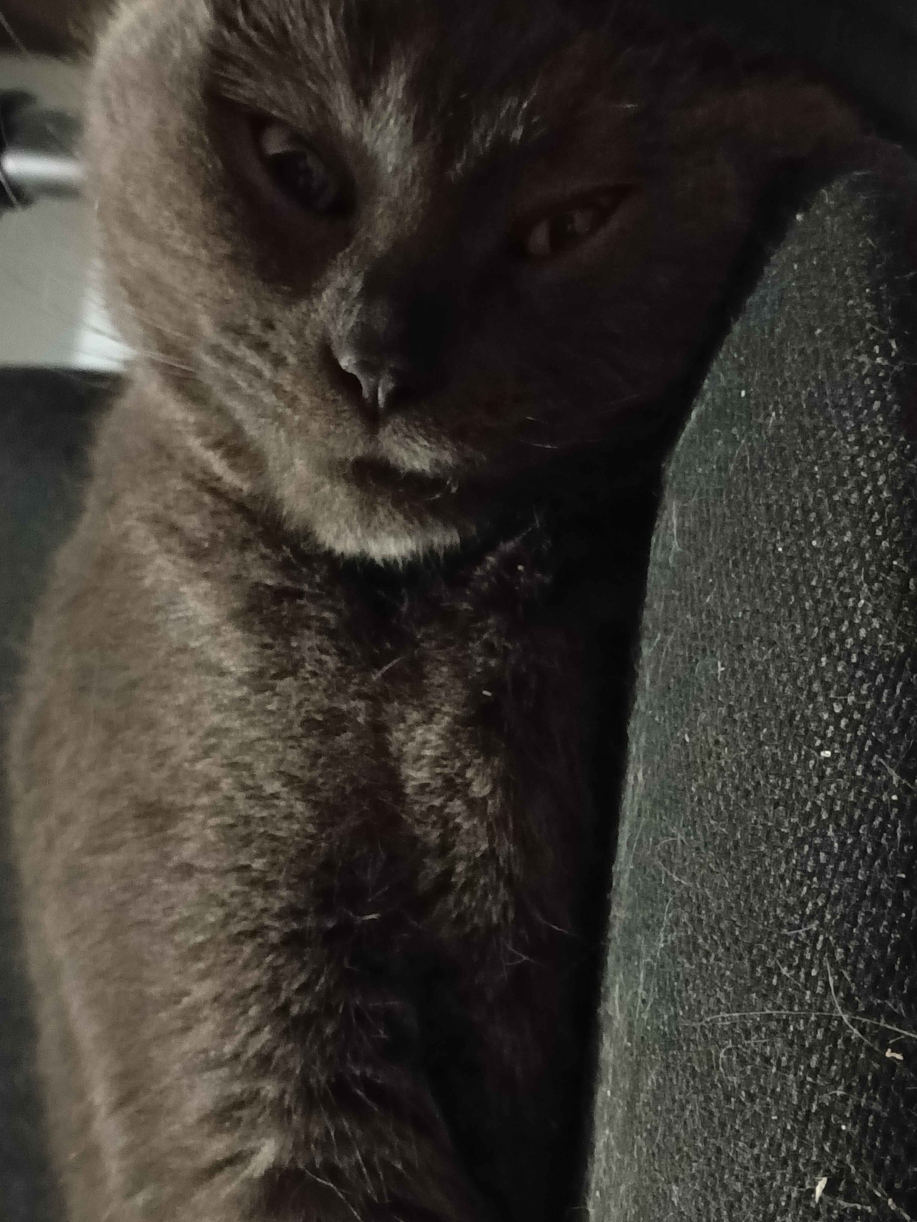 New Member Intro and Interests - Image 2