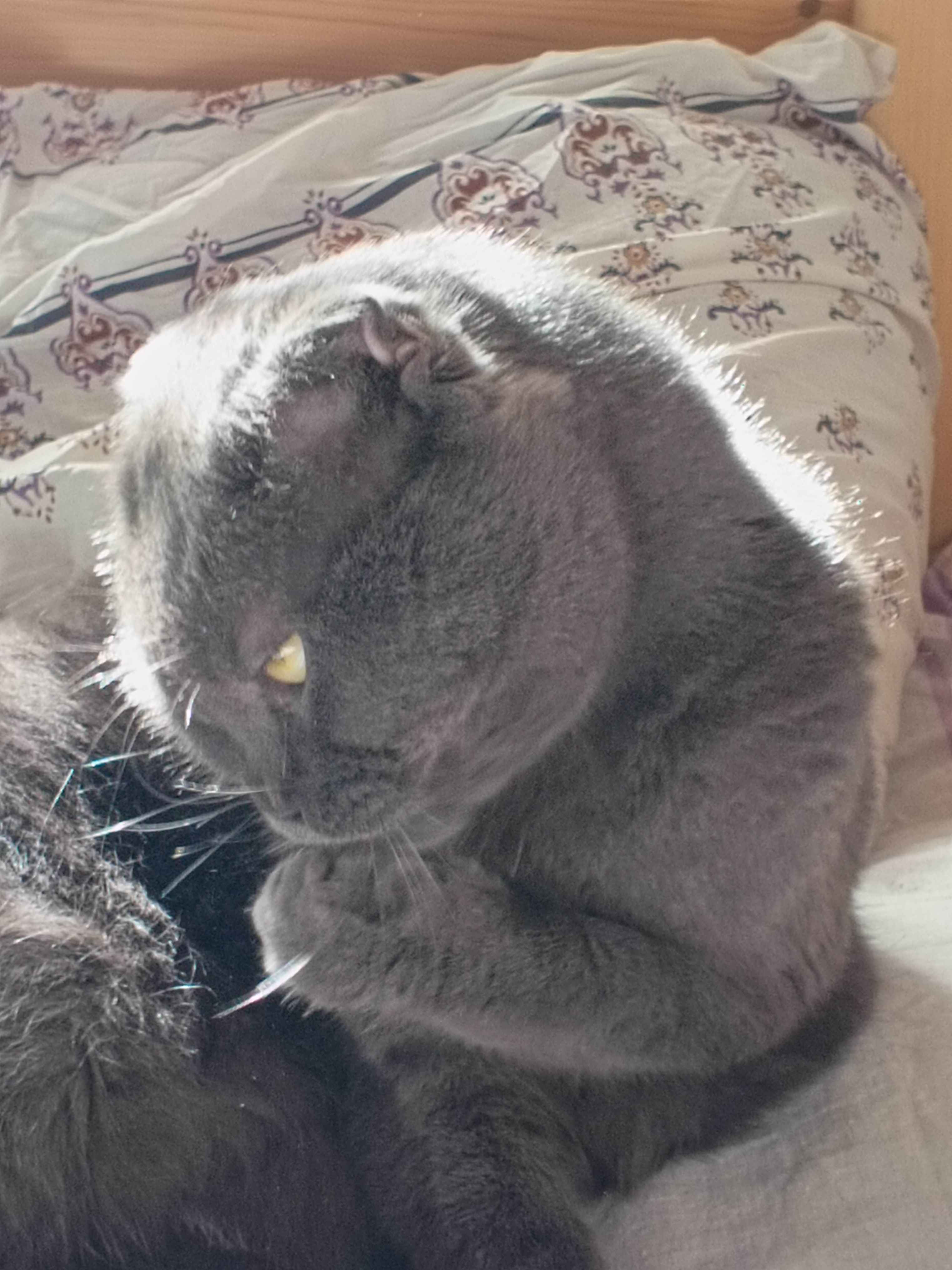 New Member Intro and Interests - Image 4