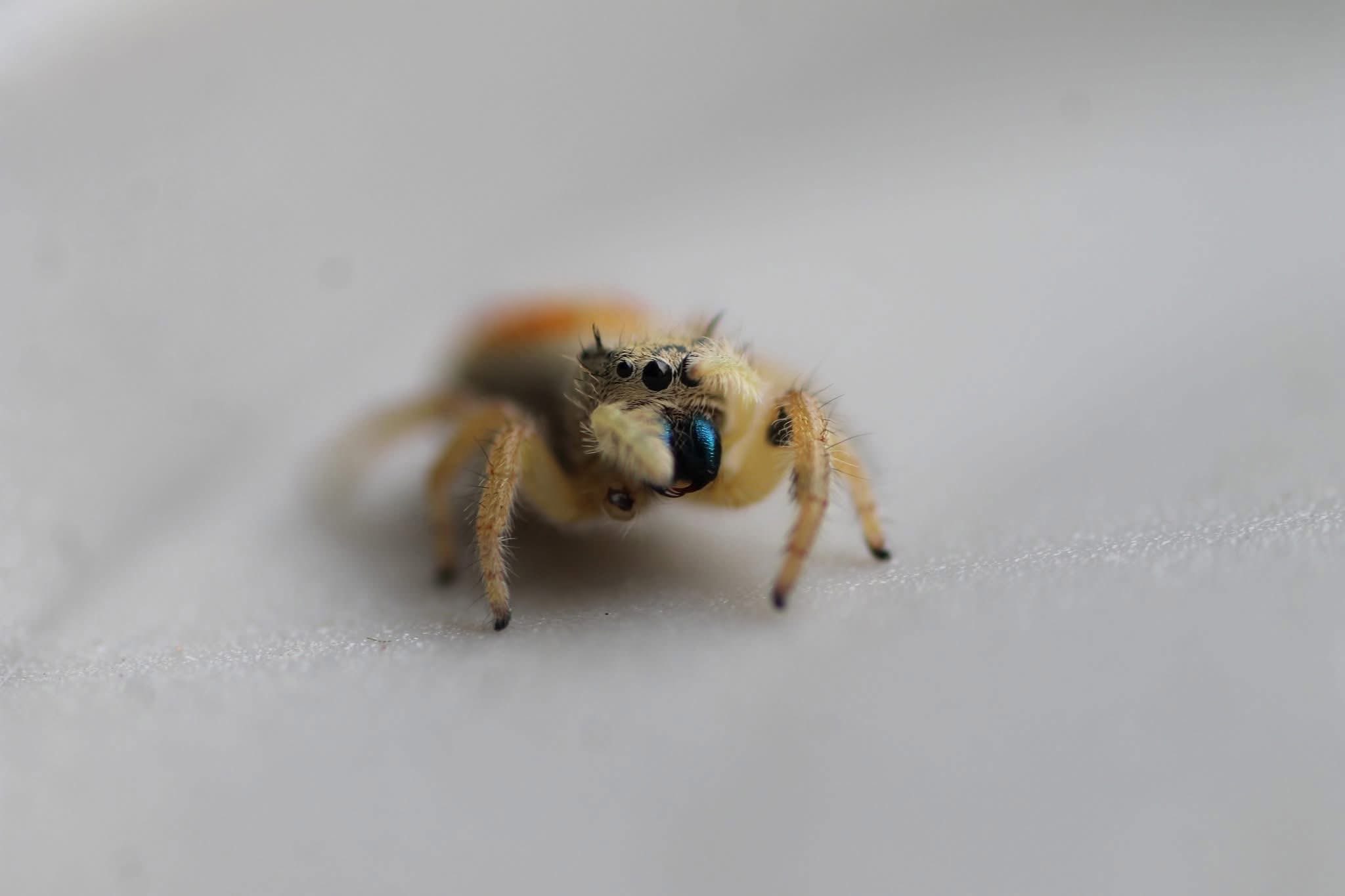 B L U E H A V E N Bugs & Insects Gallery