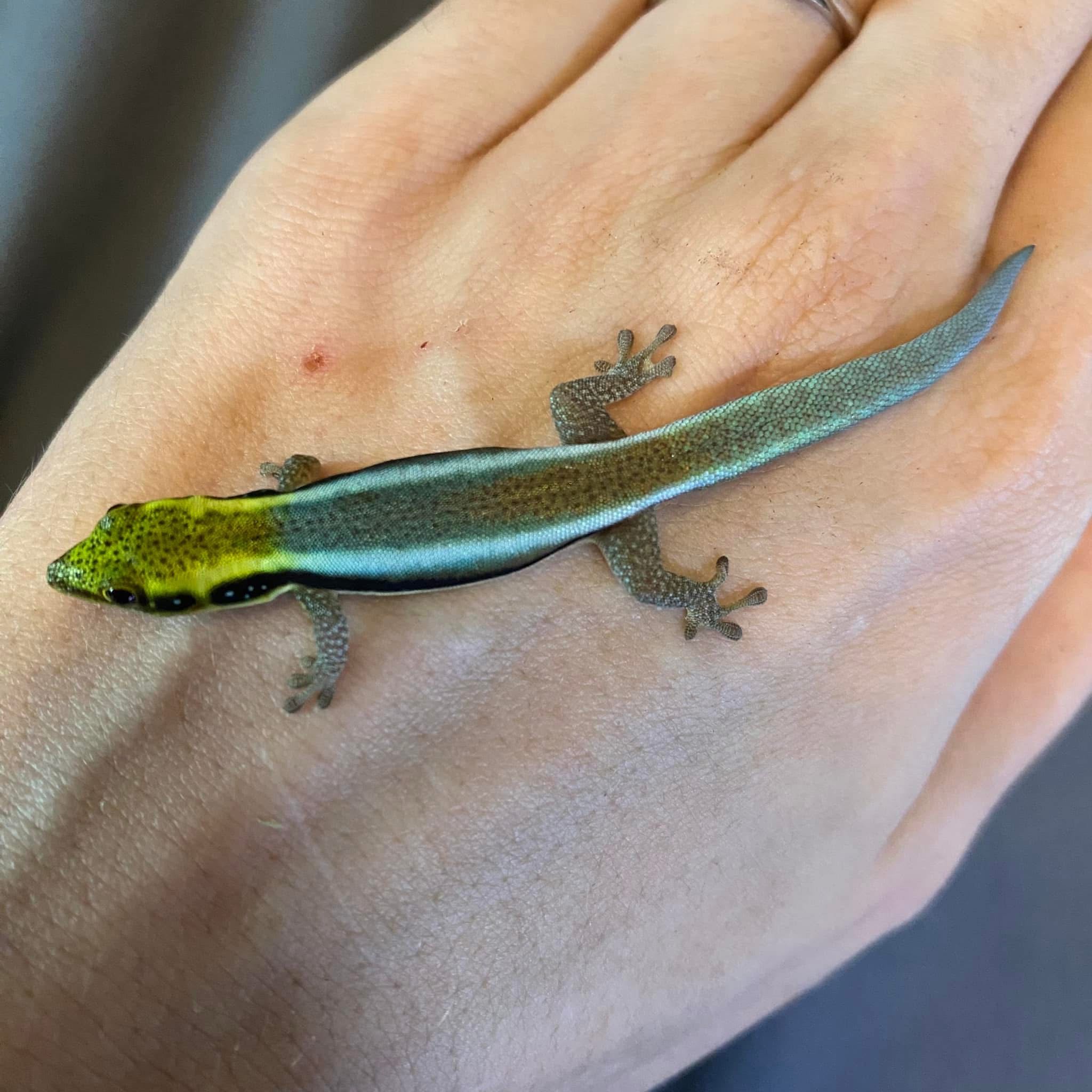 Exotics Thread Reptiles & Unusual Pets