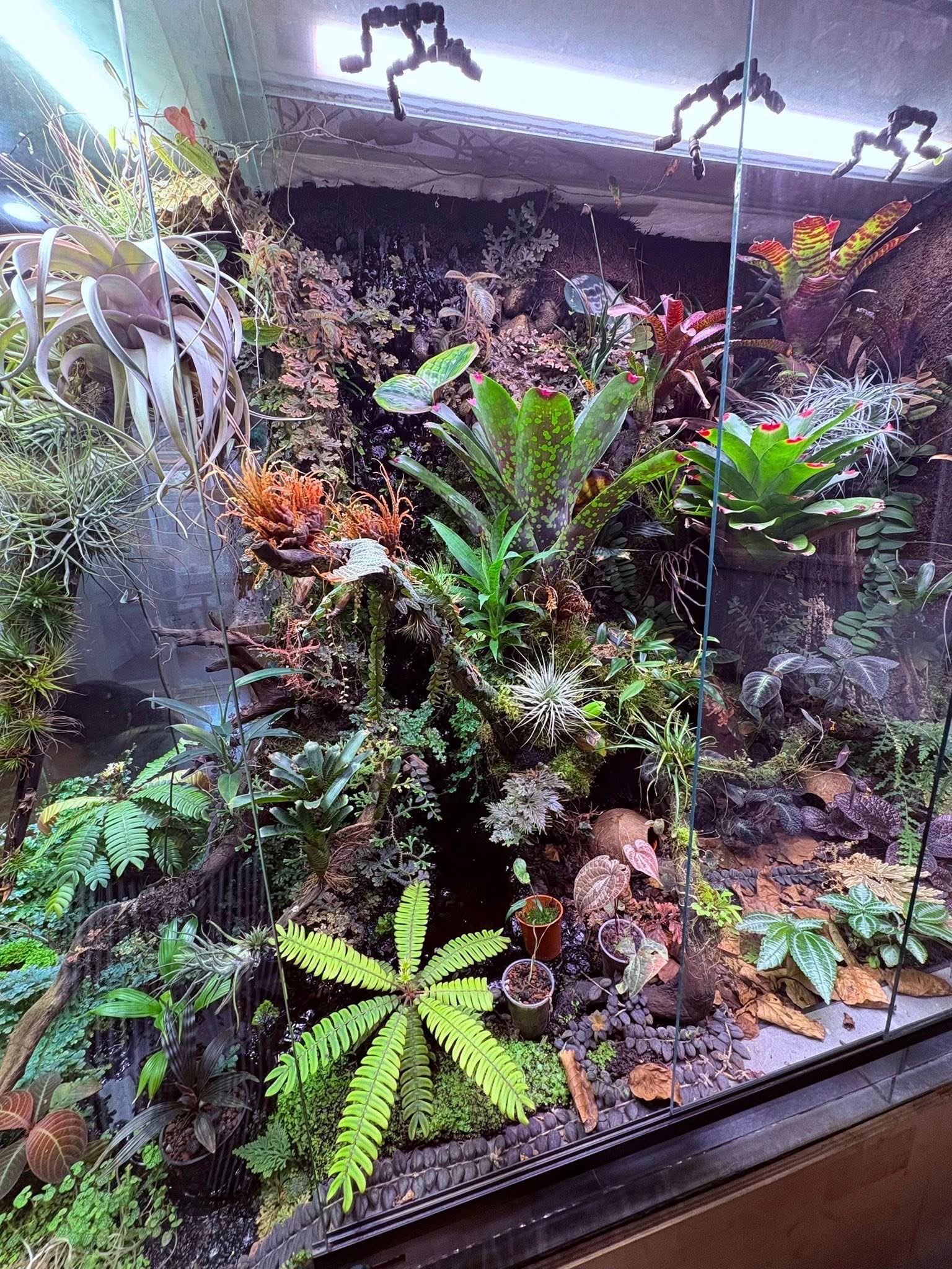 Exotics Thread Reptiles & Unusual Pets