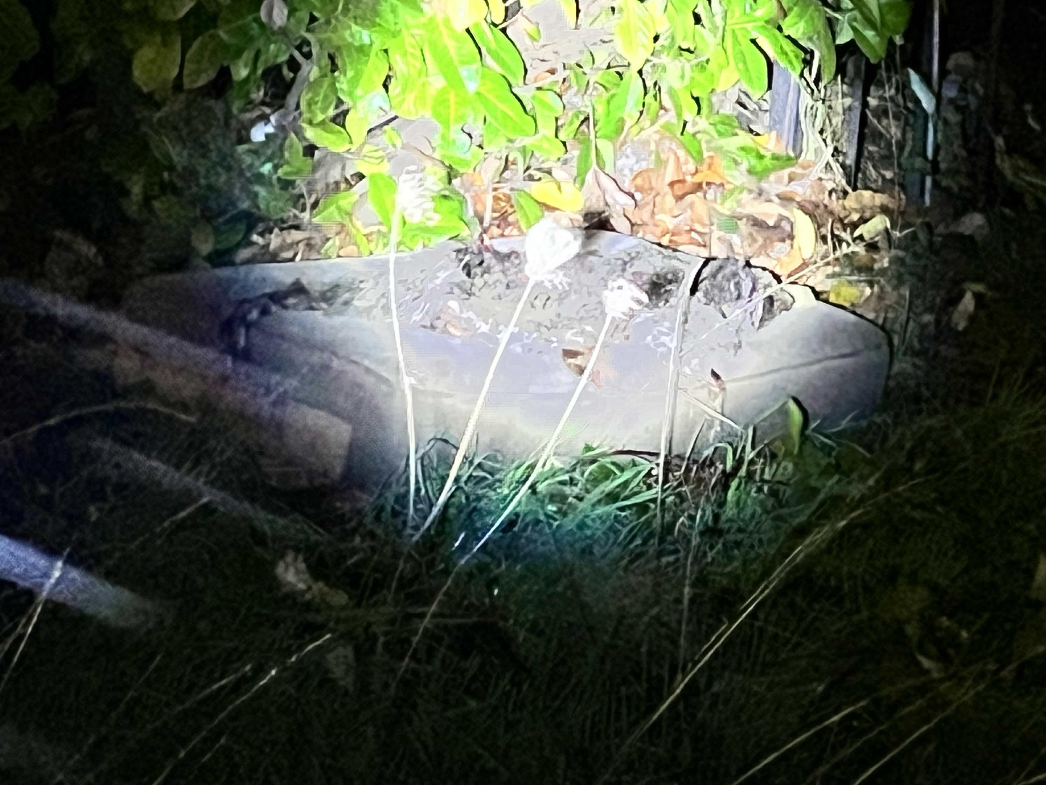 The Tent Raccoon - Image 1