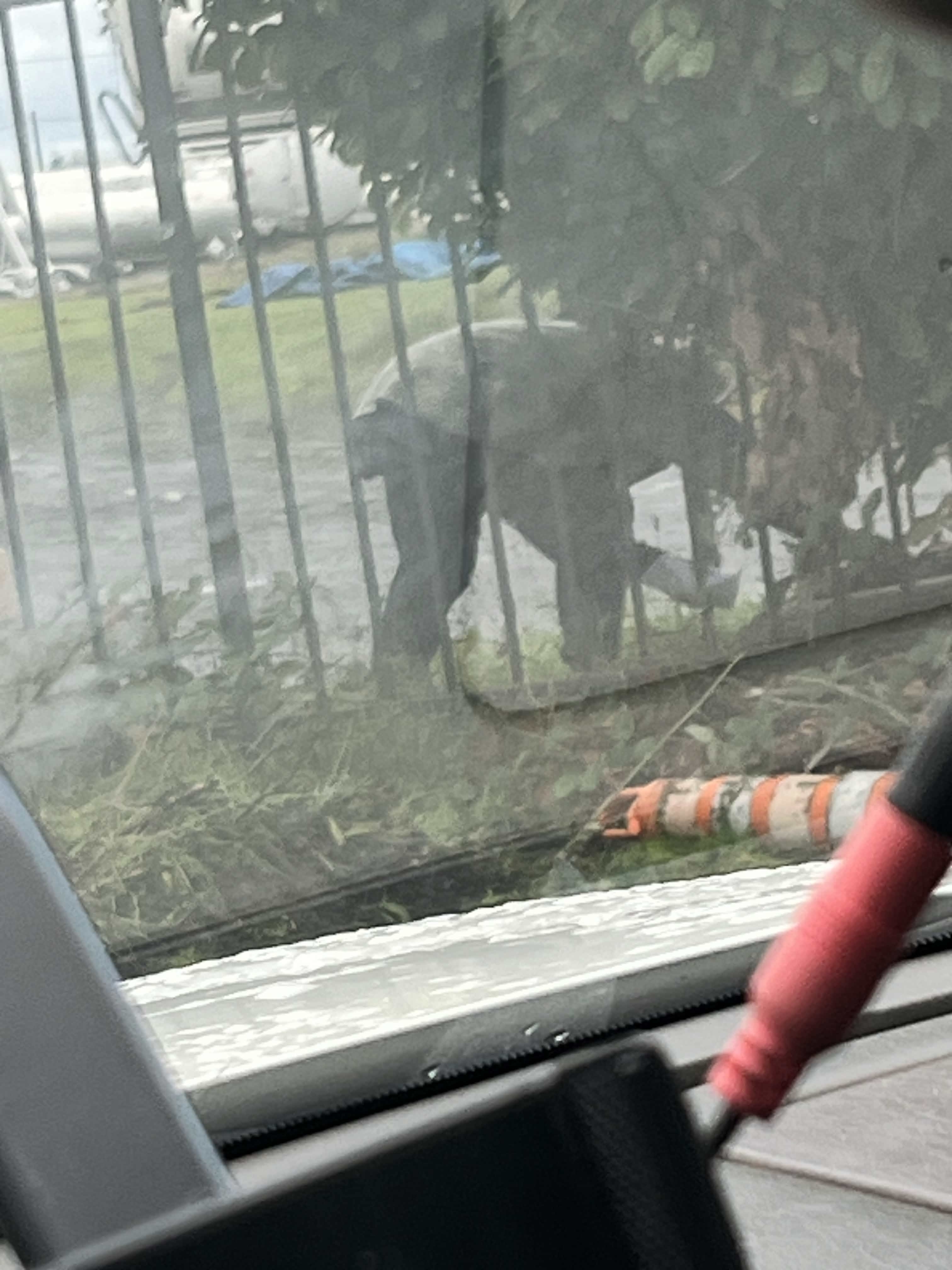 The Tent Raccoon - Image 2