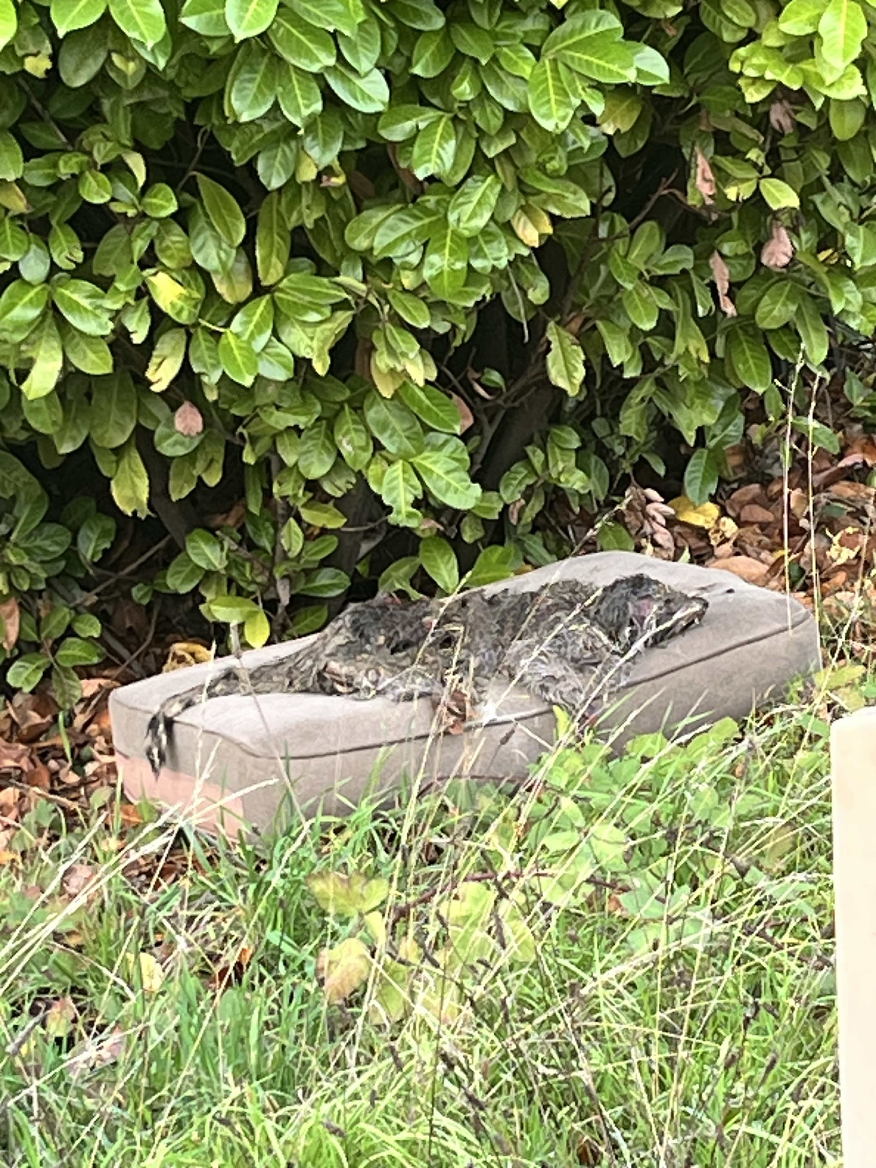 The Tent Raccoon - Image 3