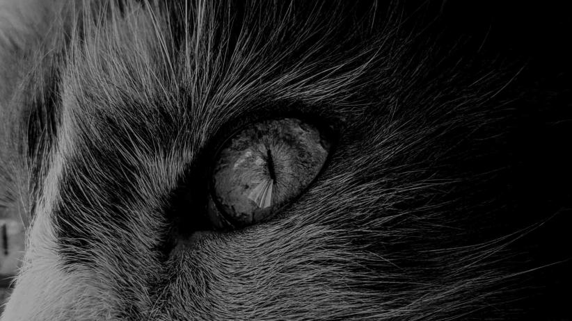 New Member Introduction: Creative Interests - Image 2