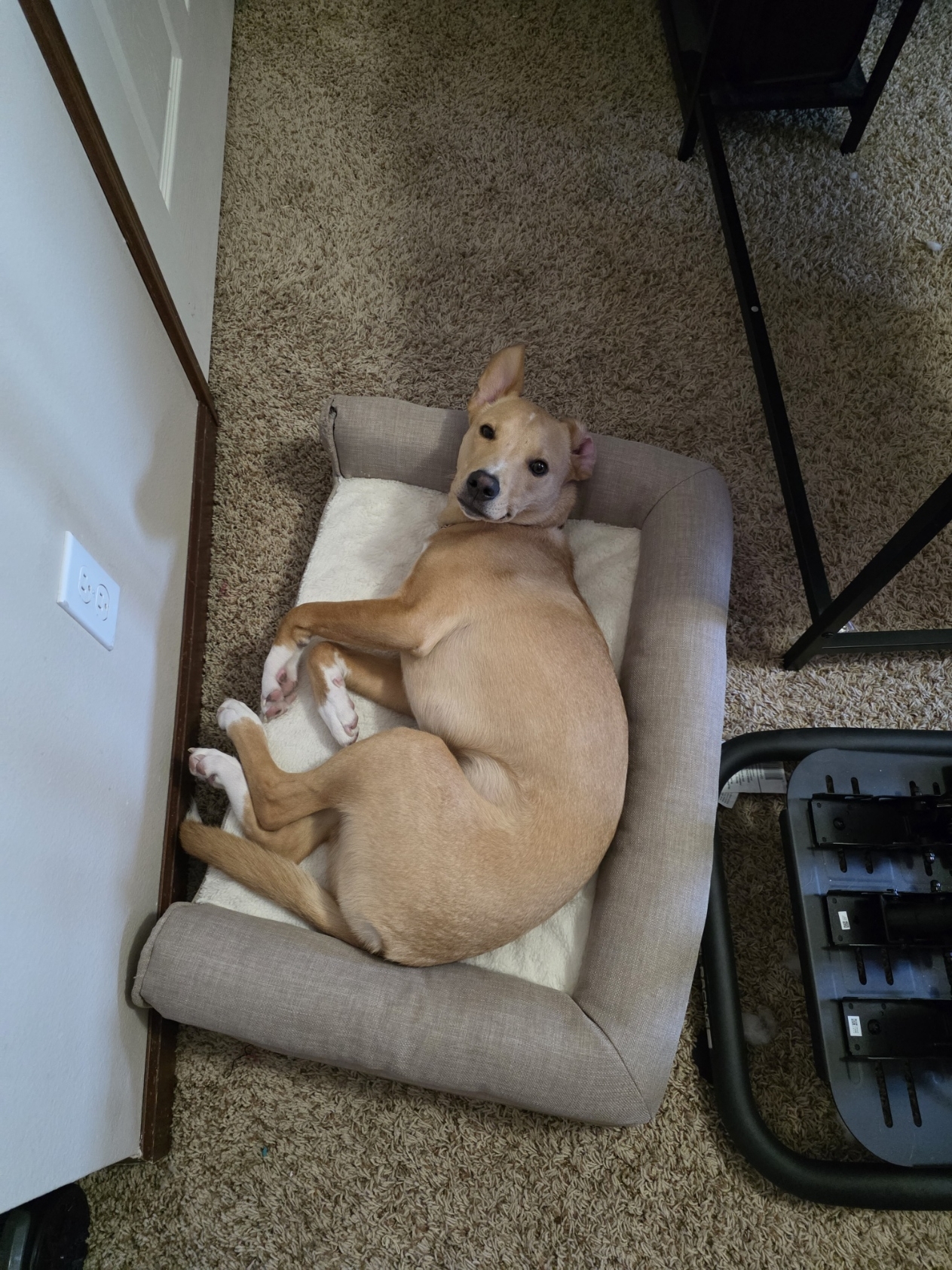 Meet Cosmo: Our Energetic Jack Russell Mix