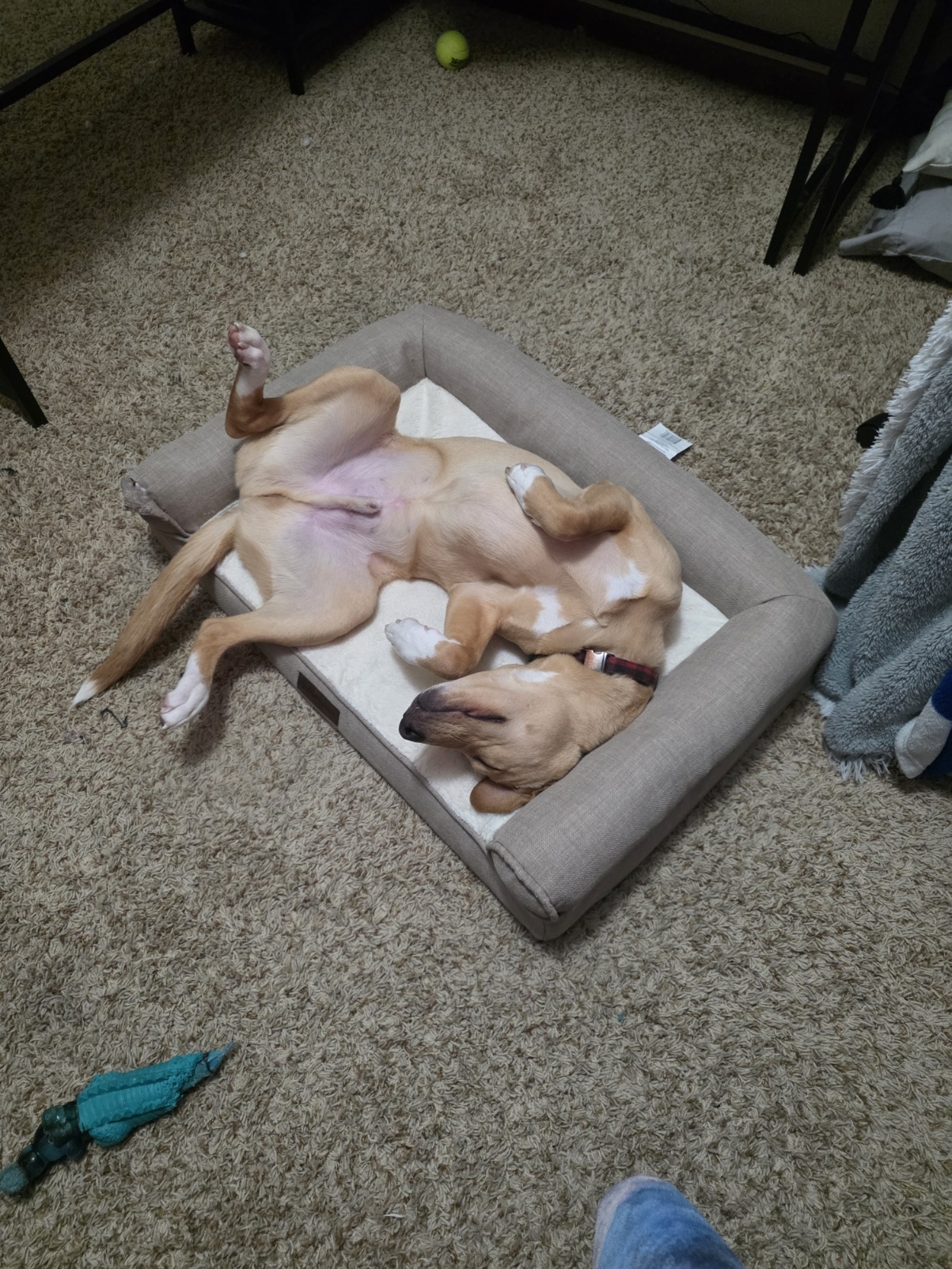 Meet Cosmo: Our Energetic Jack Russell Mix - Image 2