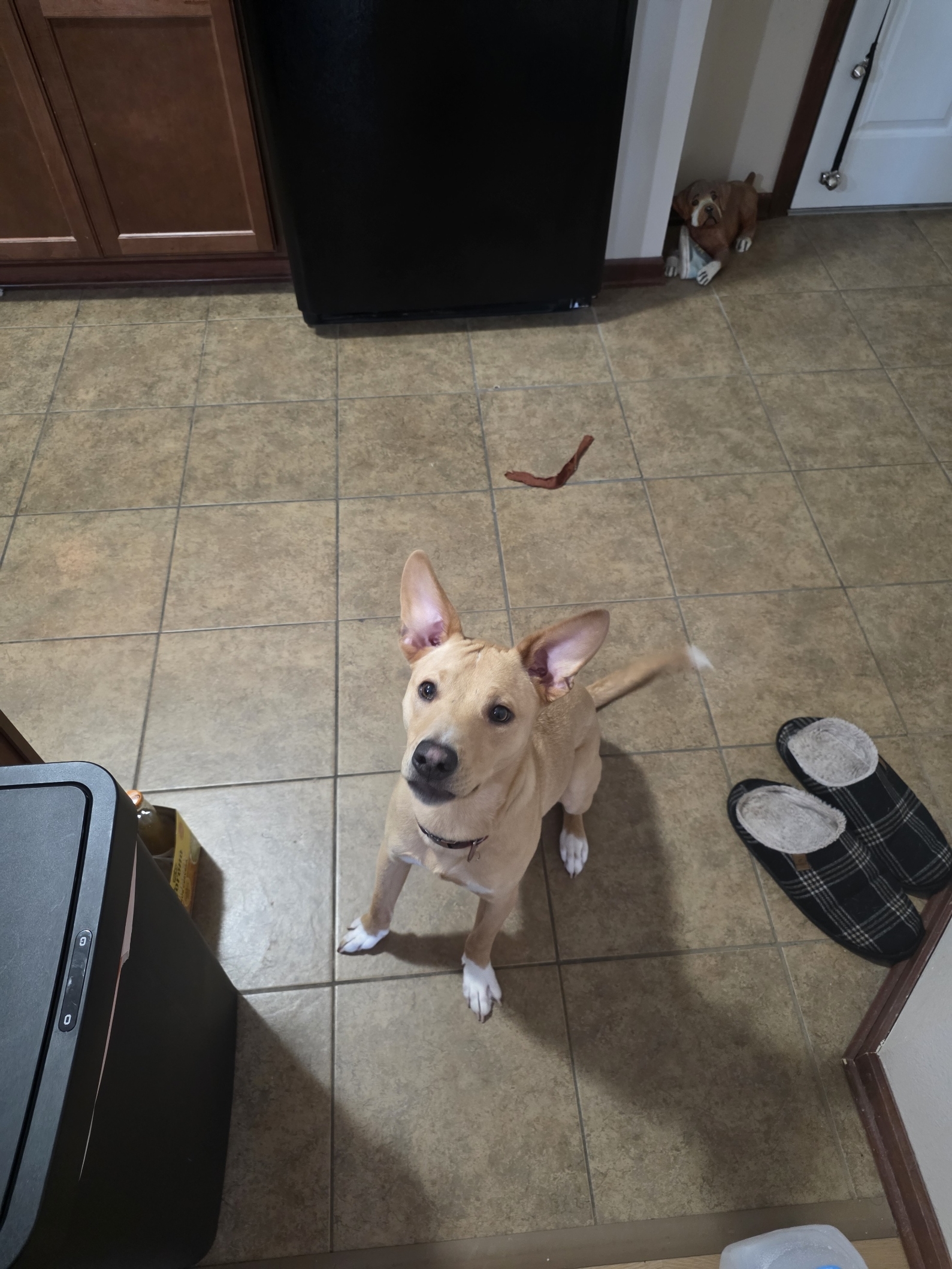 Meet Cosmo: Our Energetic Jack Russell Mix - Image 3