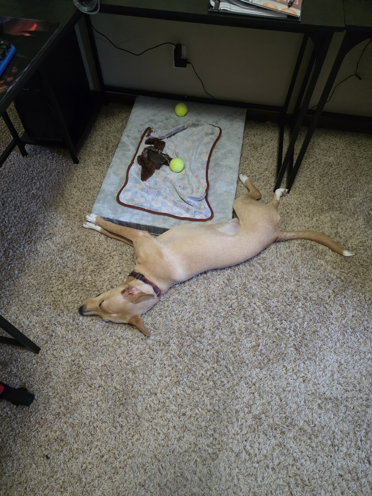 Meet Cosmo: Our Energetic Jack Russell Mix - Image 4