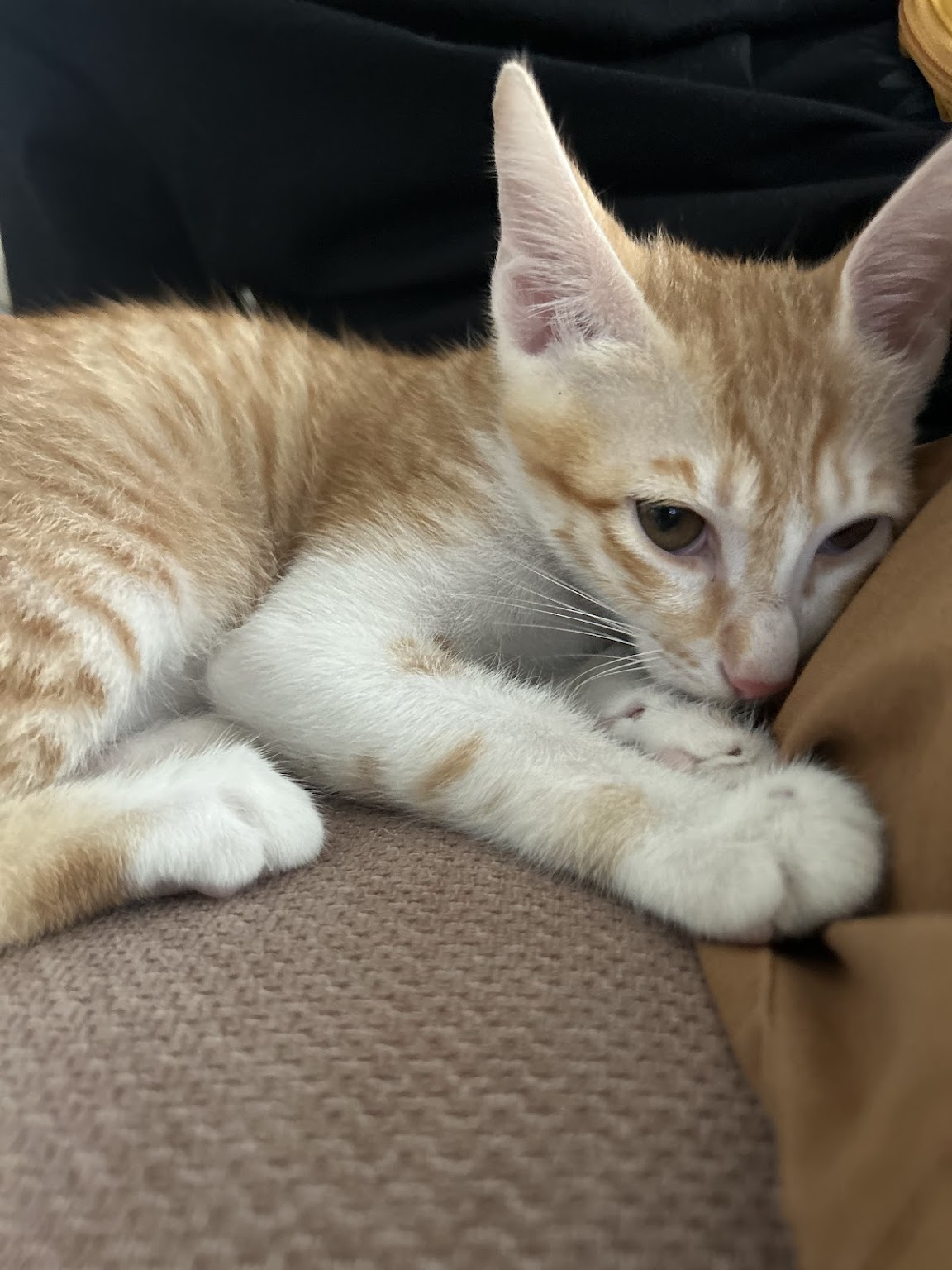 Cute Kitten Update and Community Reactions