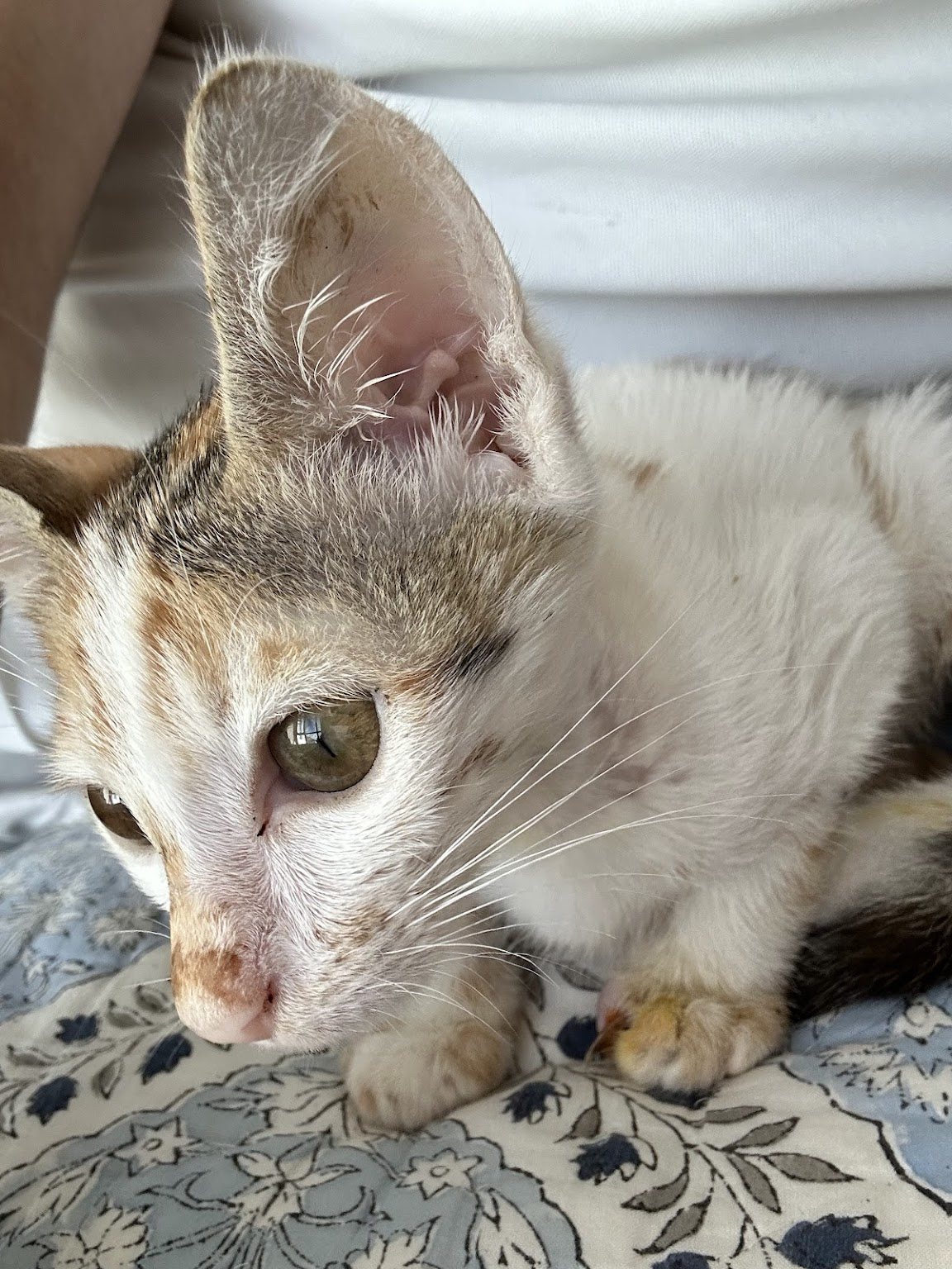 Cute Kitten Update and Community Reactions